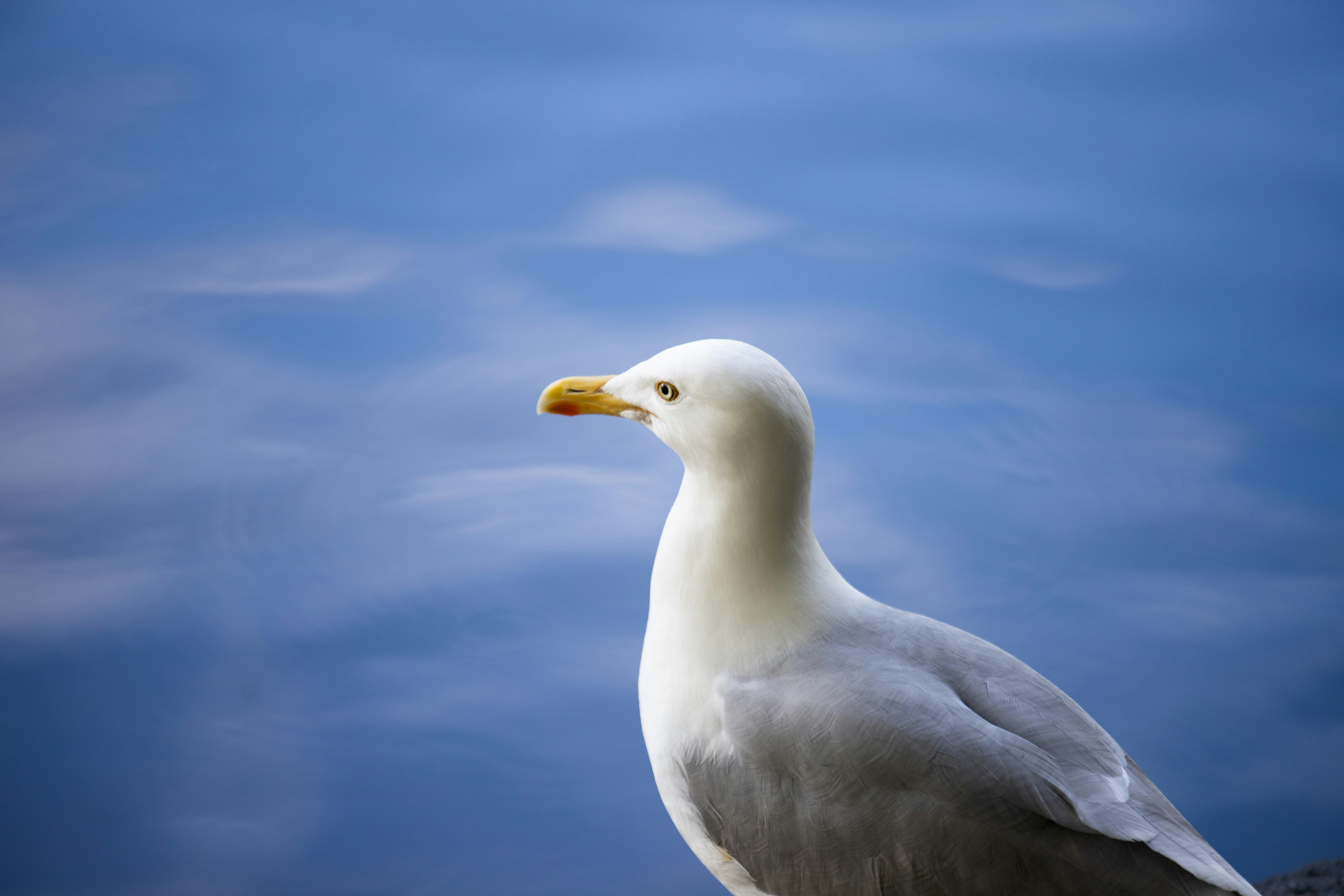A white seagull stands against a blue water background.