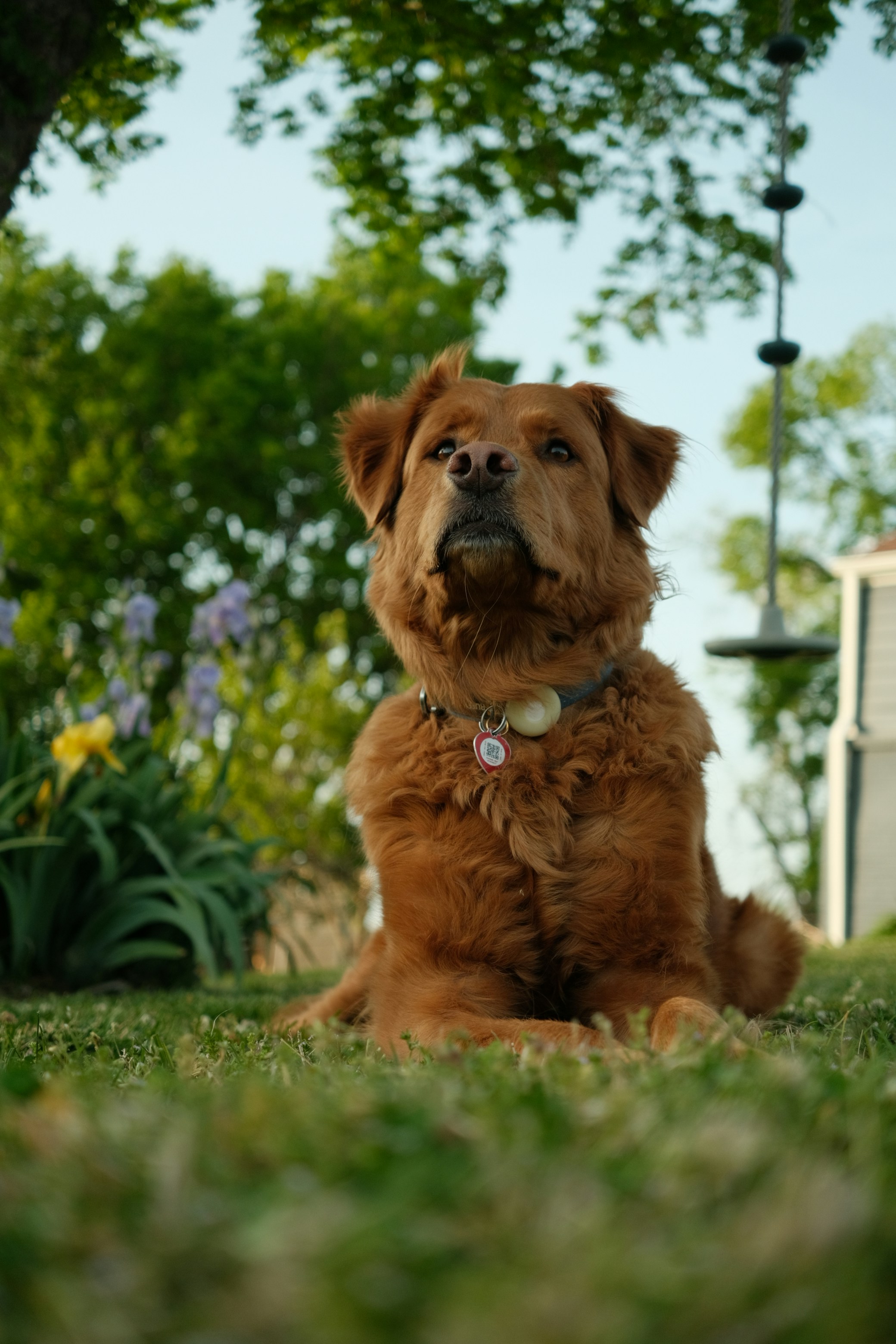 A fluffy brown dog lies on green grass looking up.