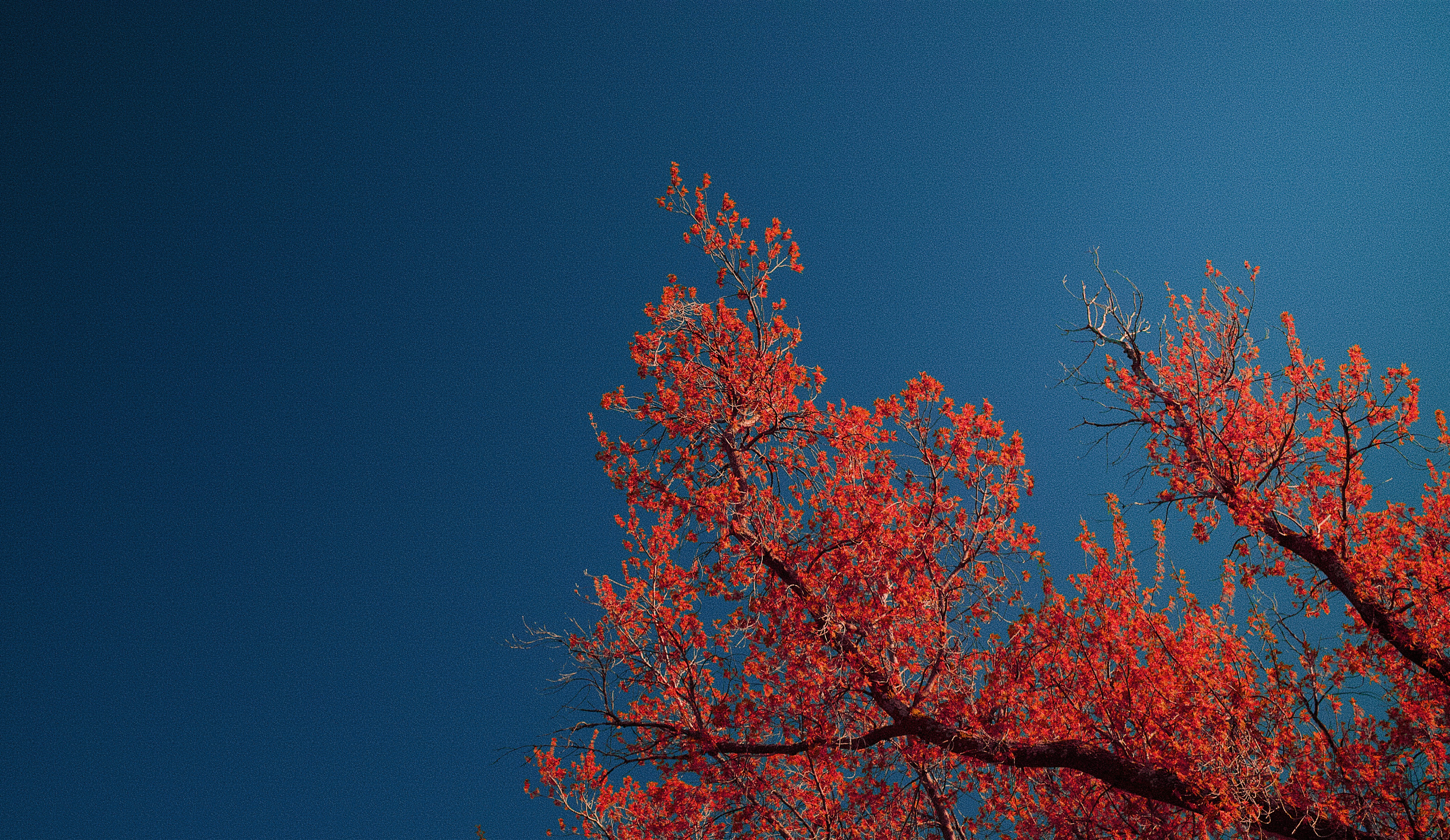 Nature Calm Blue Sky With Red Leaves. 4K Wallpaper #2142