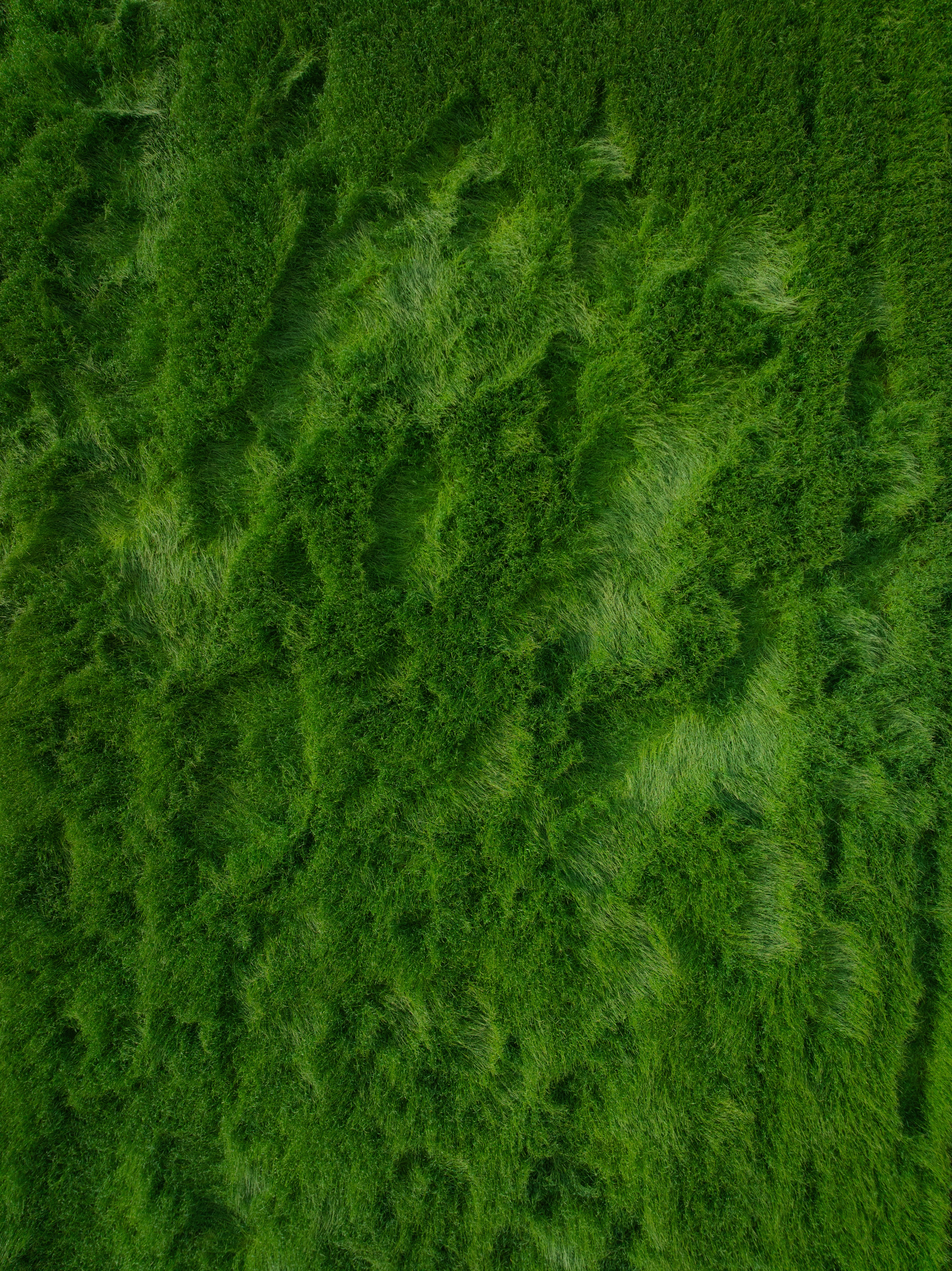 Abstract background of dark green textured moss.