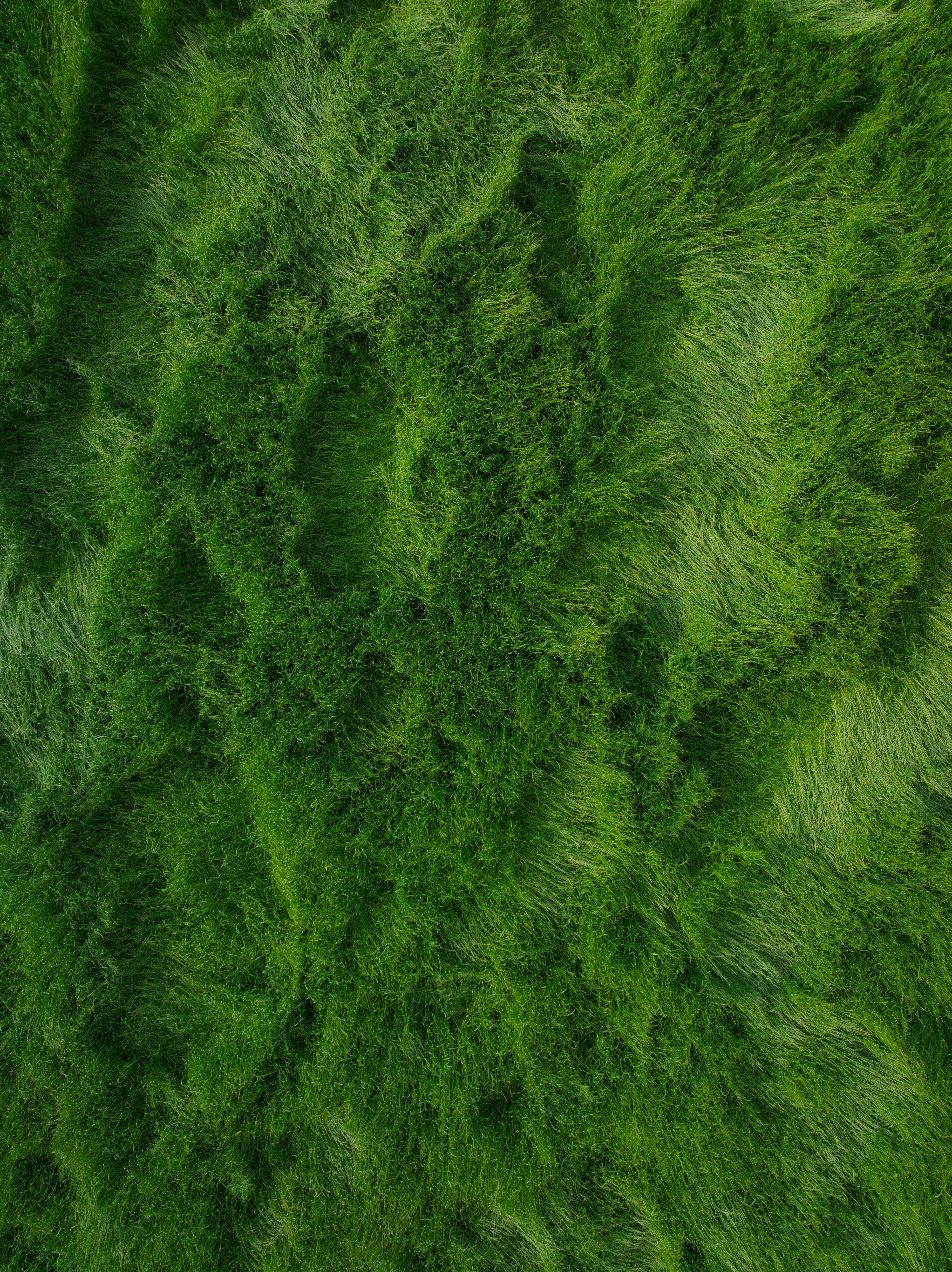 Texture d’herbe naturelle verte vibrante