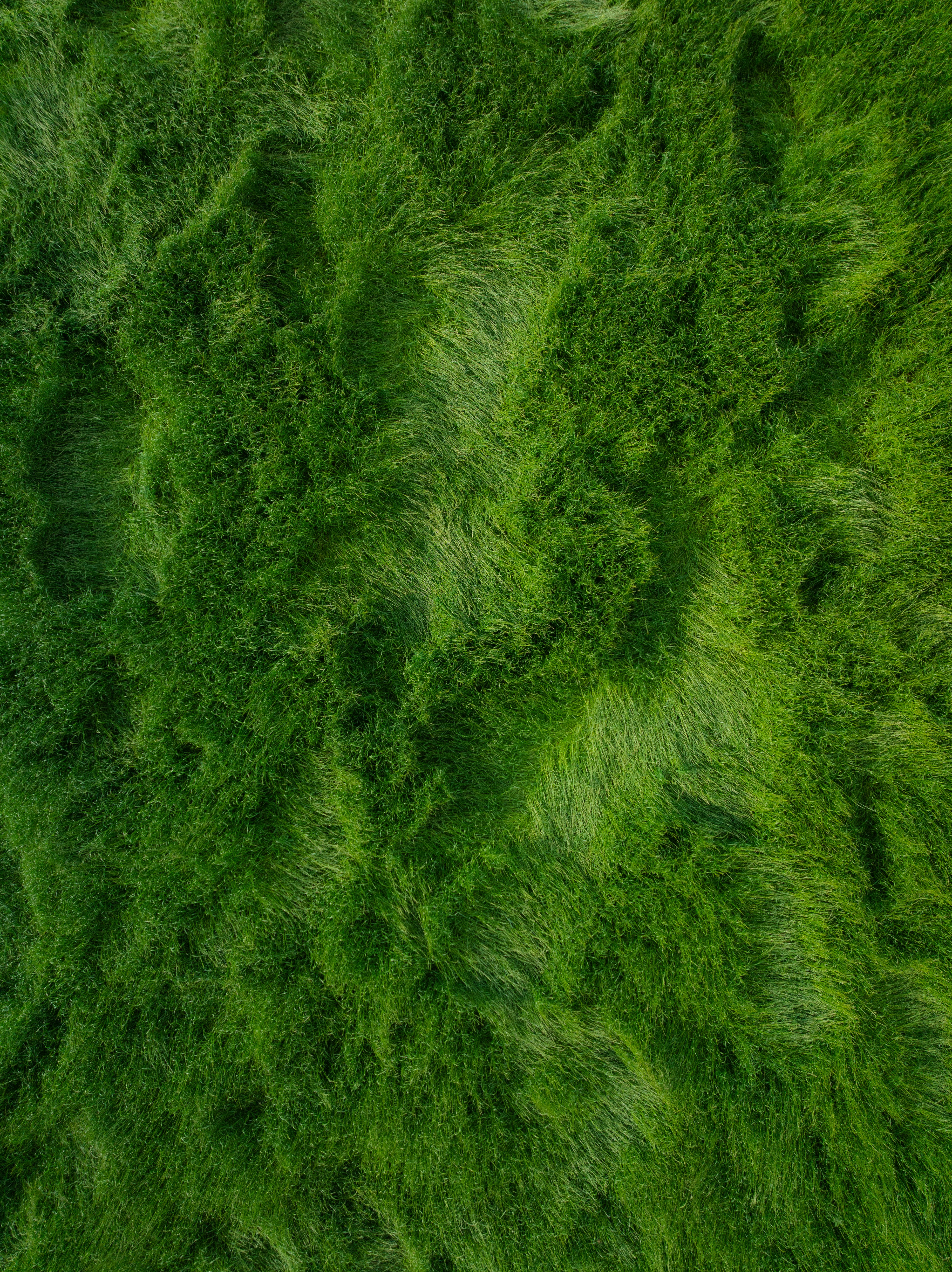 Surface à texture verte vibrante rappelant de l’herbe sous-marine