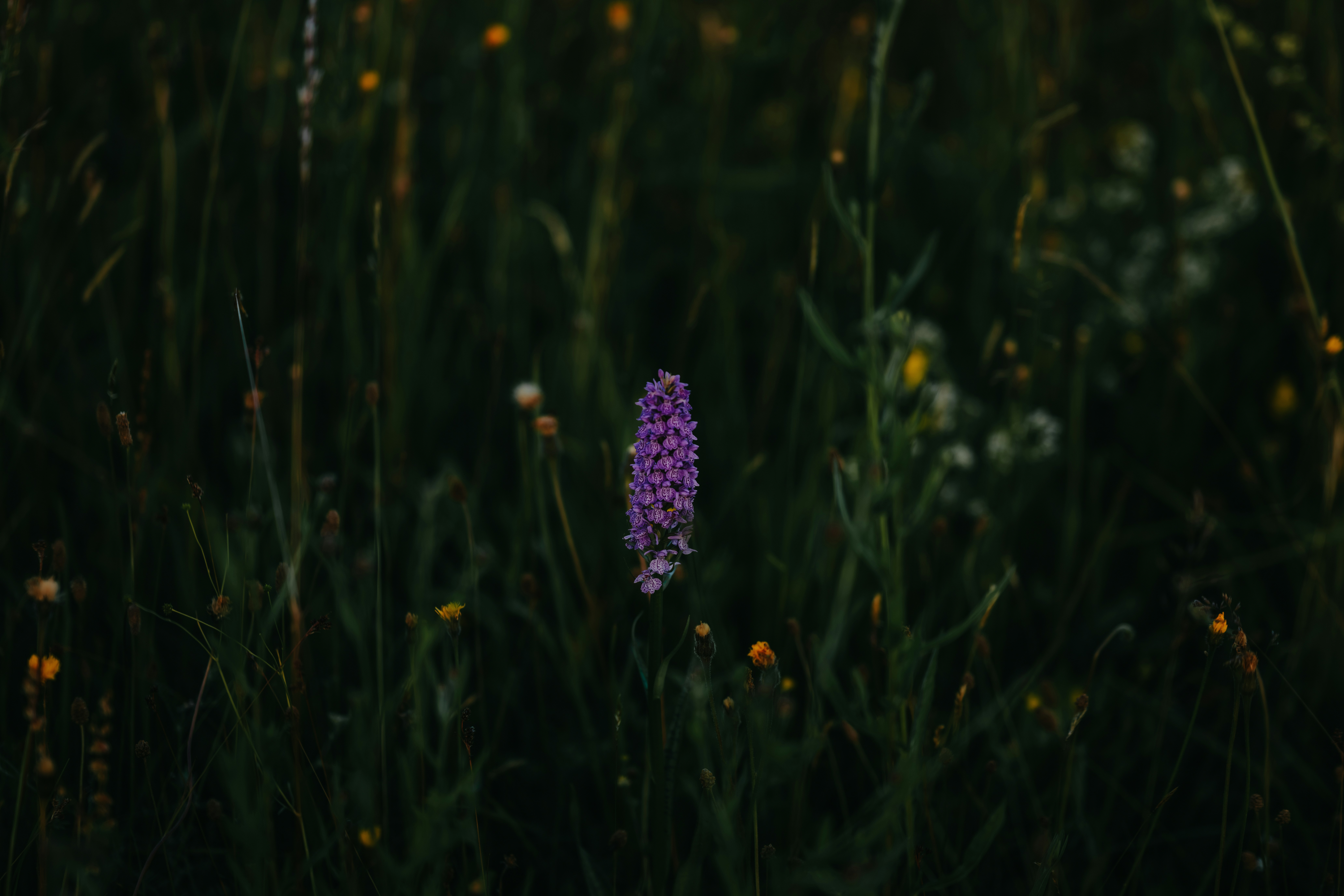 Une seule fleur violette dans un champ vert foncé.