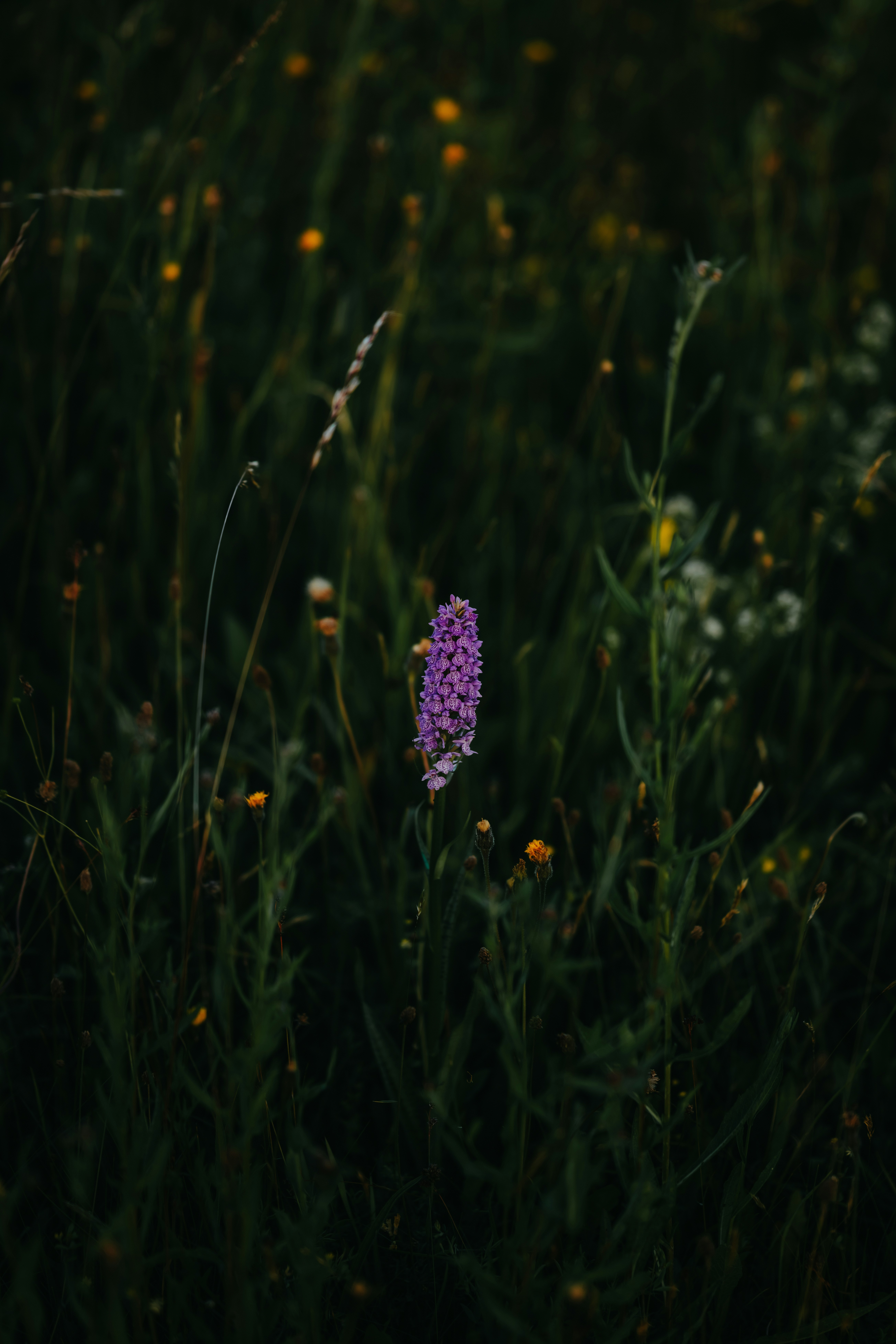 Une fleur violette vibrante dans un champ sombre et sombre.
