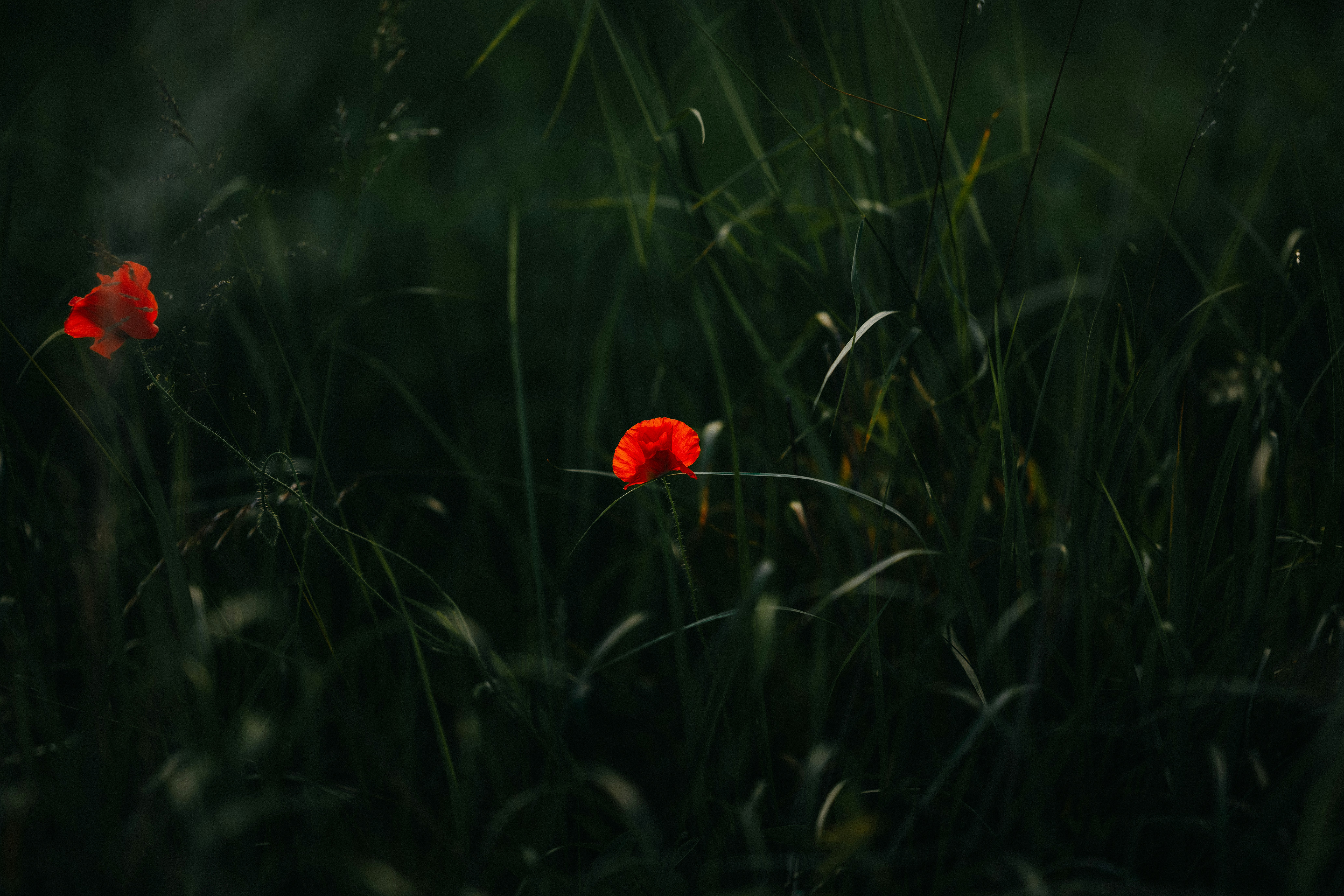 Deux pavots rouges fleurissent dans l’herbe vert foncé.