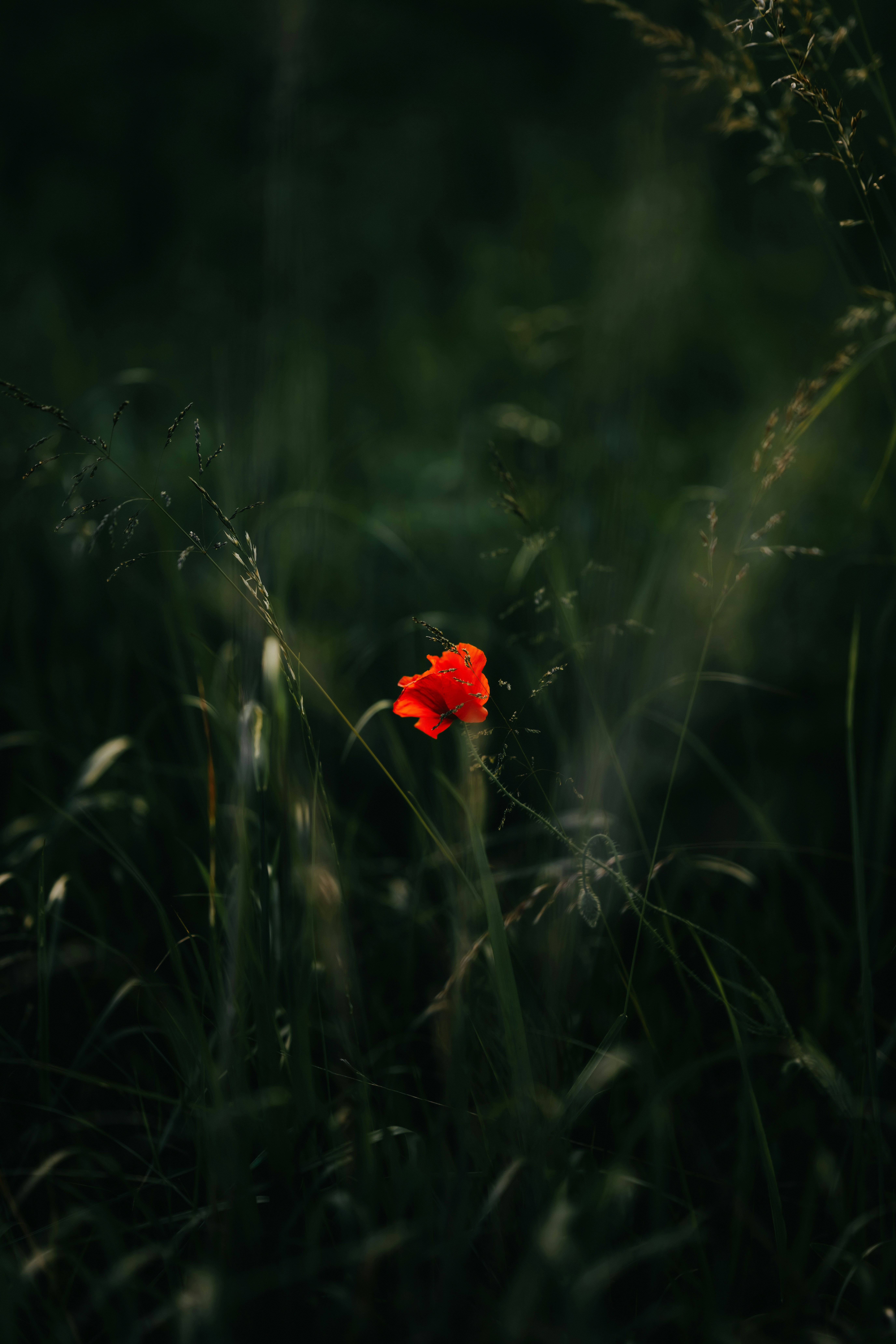 Un coquelicot rouge vif ressort dans l’herbe vert foncé.