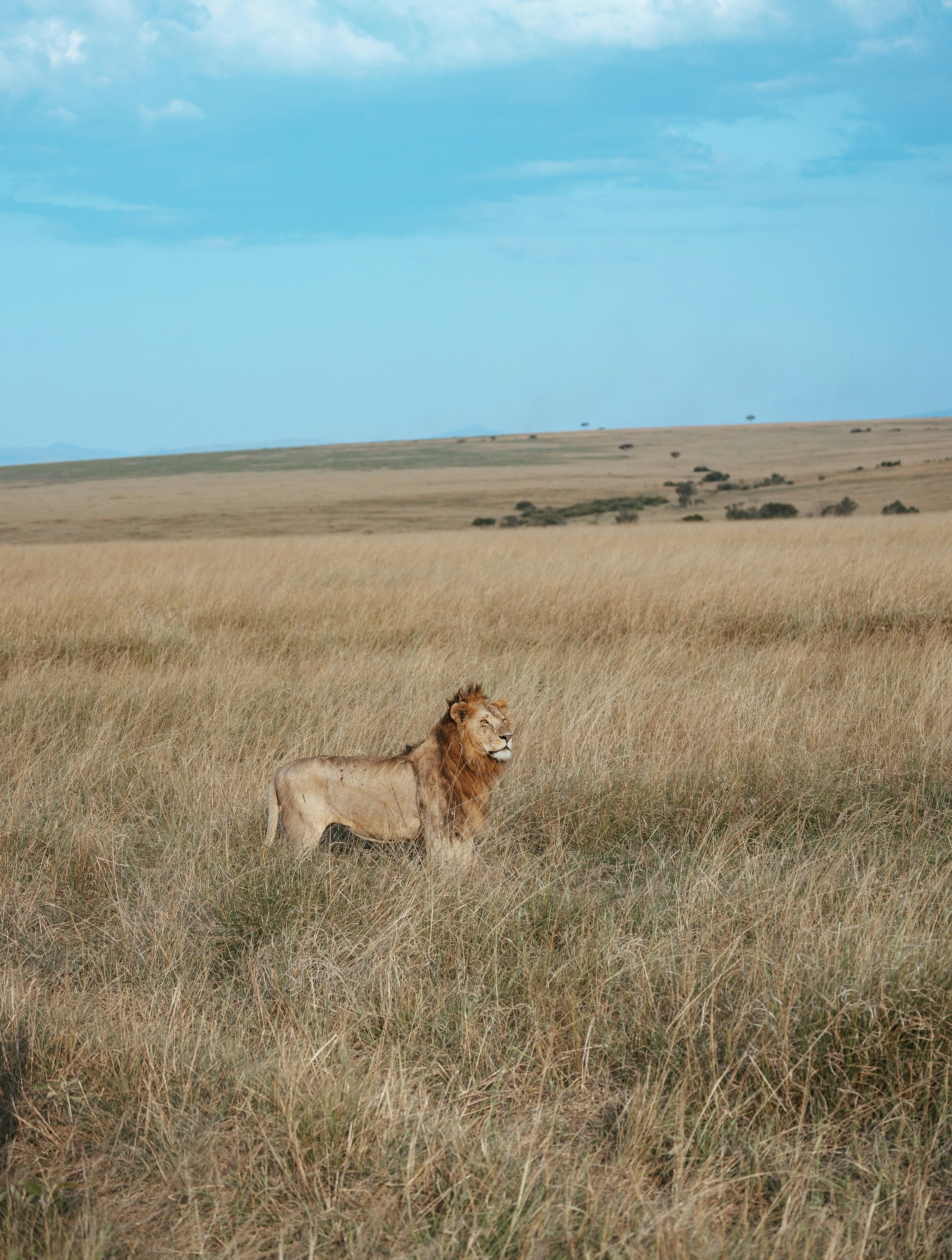 Leone maschio in piedi in una vasta savana keniota