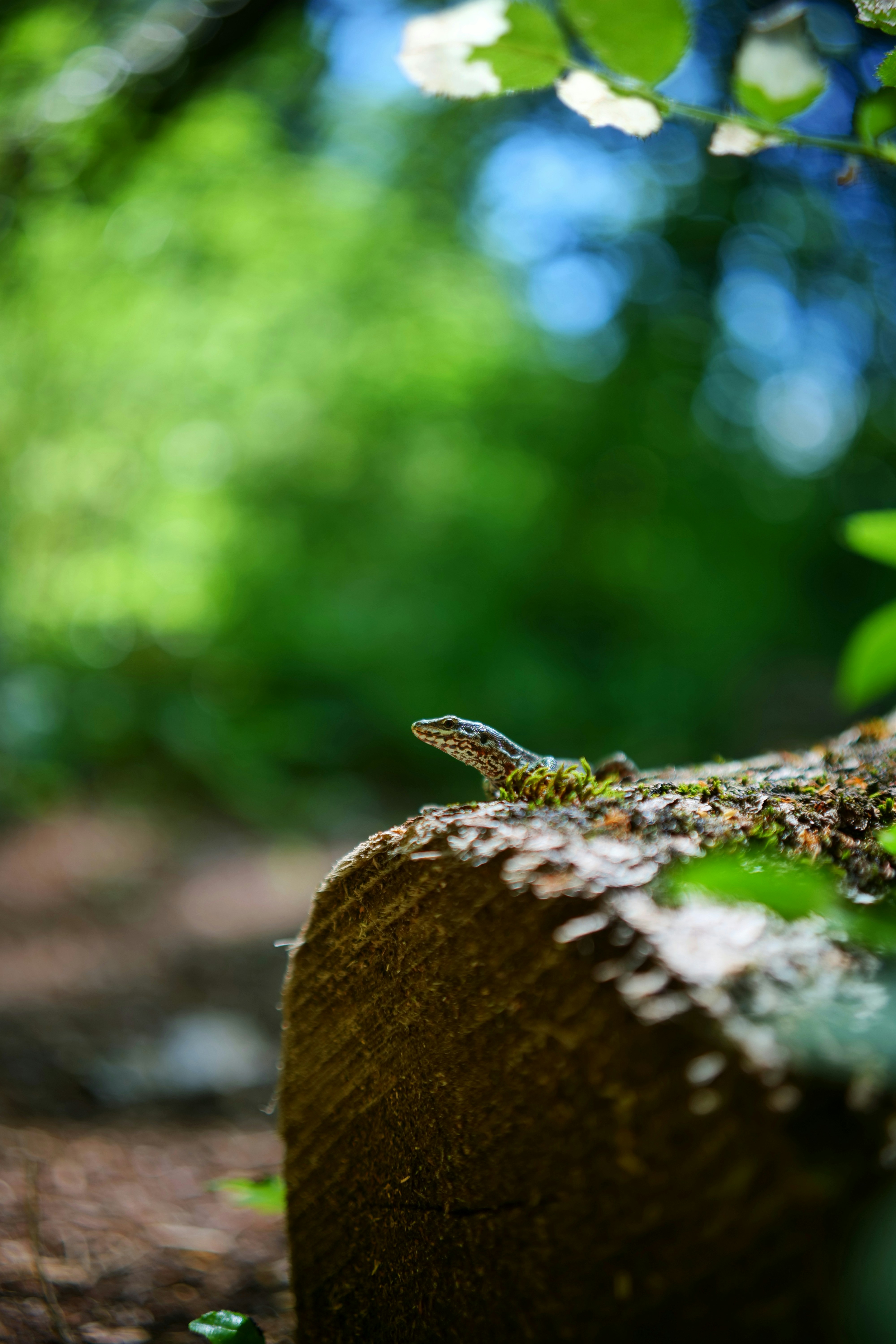 Lizard on a mossy log in a vibrant green forest.