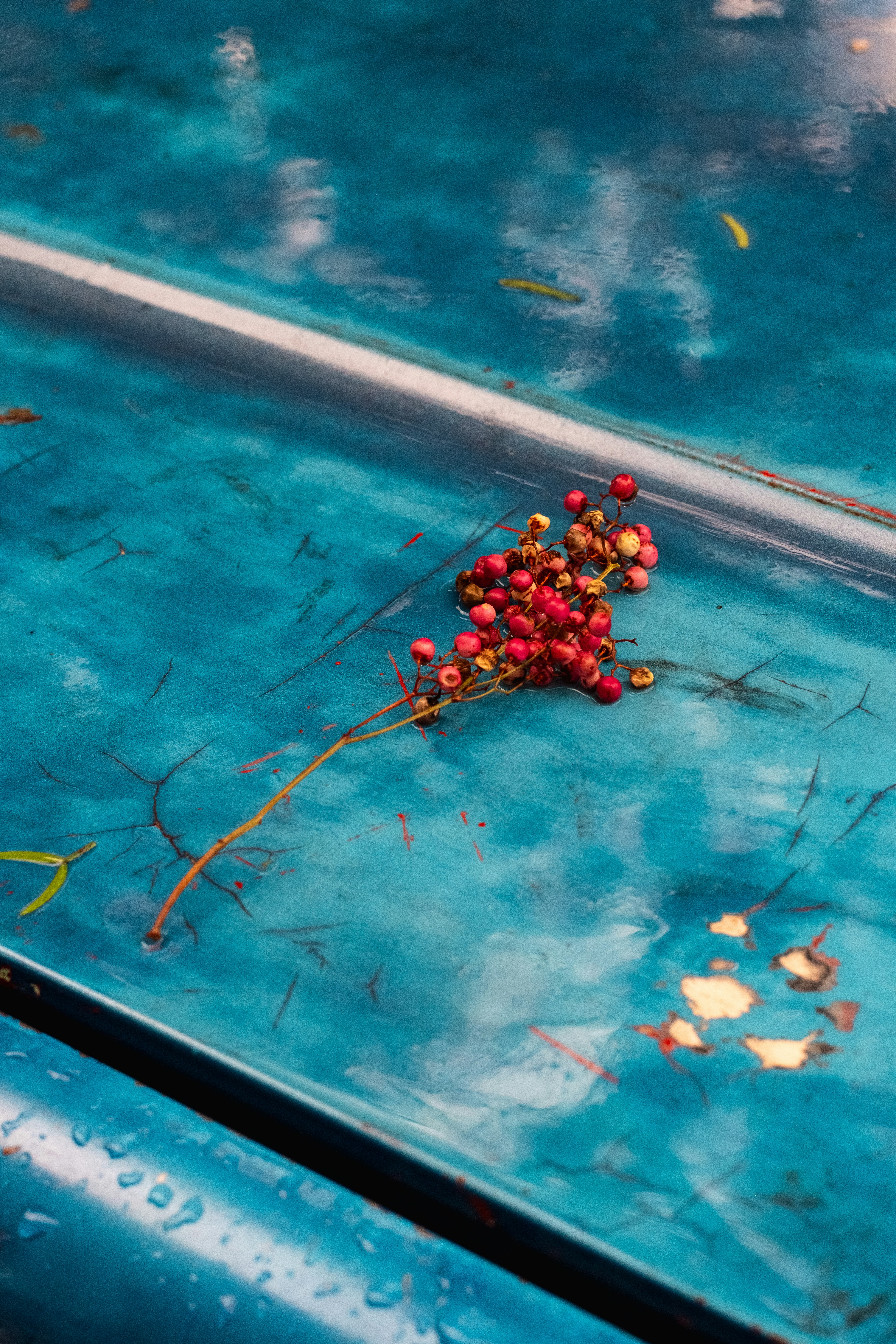 Rote Beeren auf einer nassen, verwitterten blauen Oberfläche.
