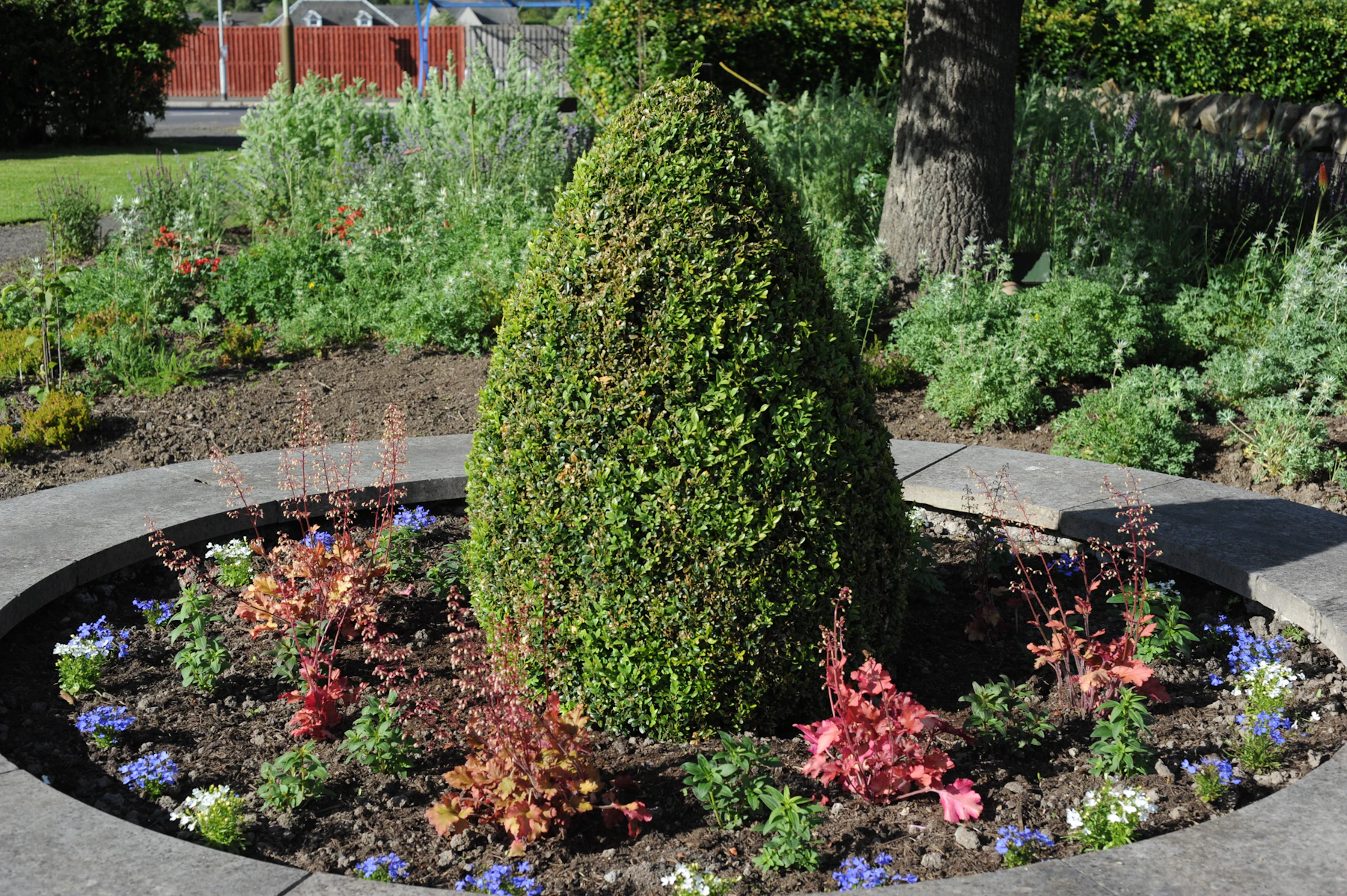 A single clipped green cone standing in a round bed of low flowers