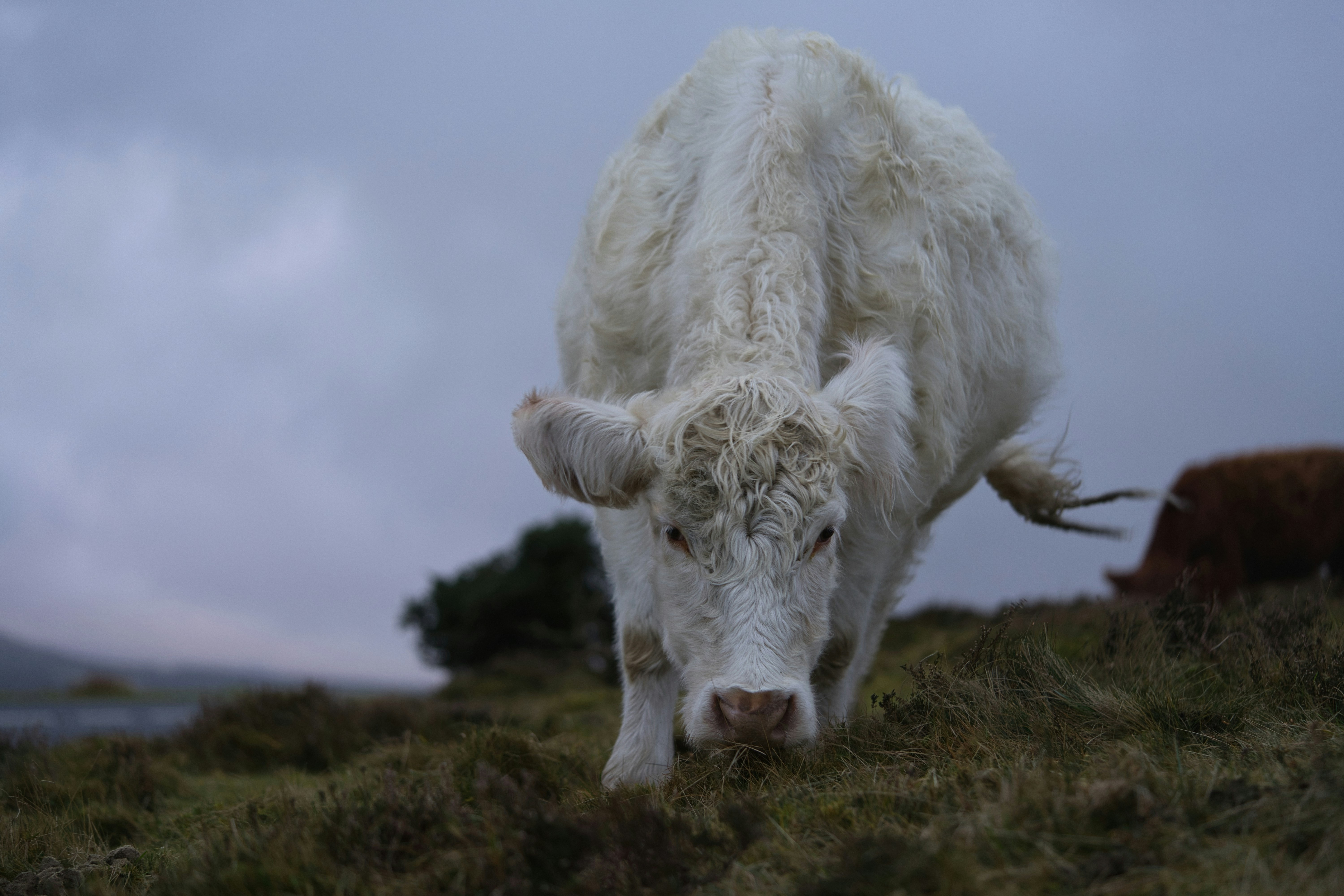 White cow on a grassy hill looks directly at camera.