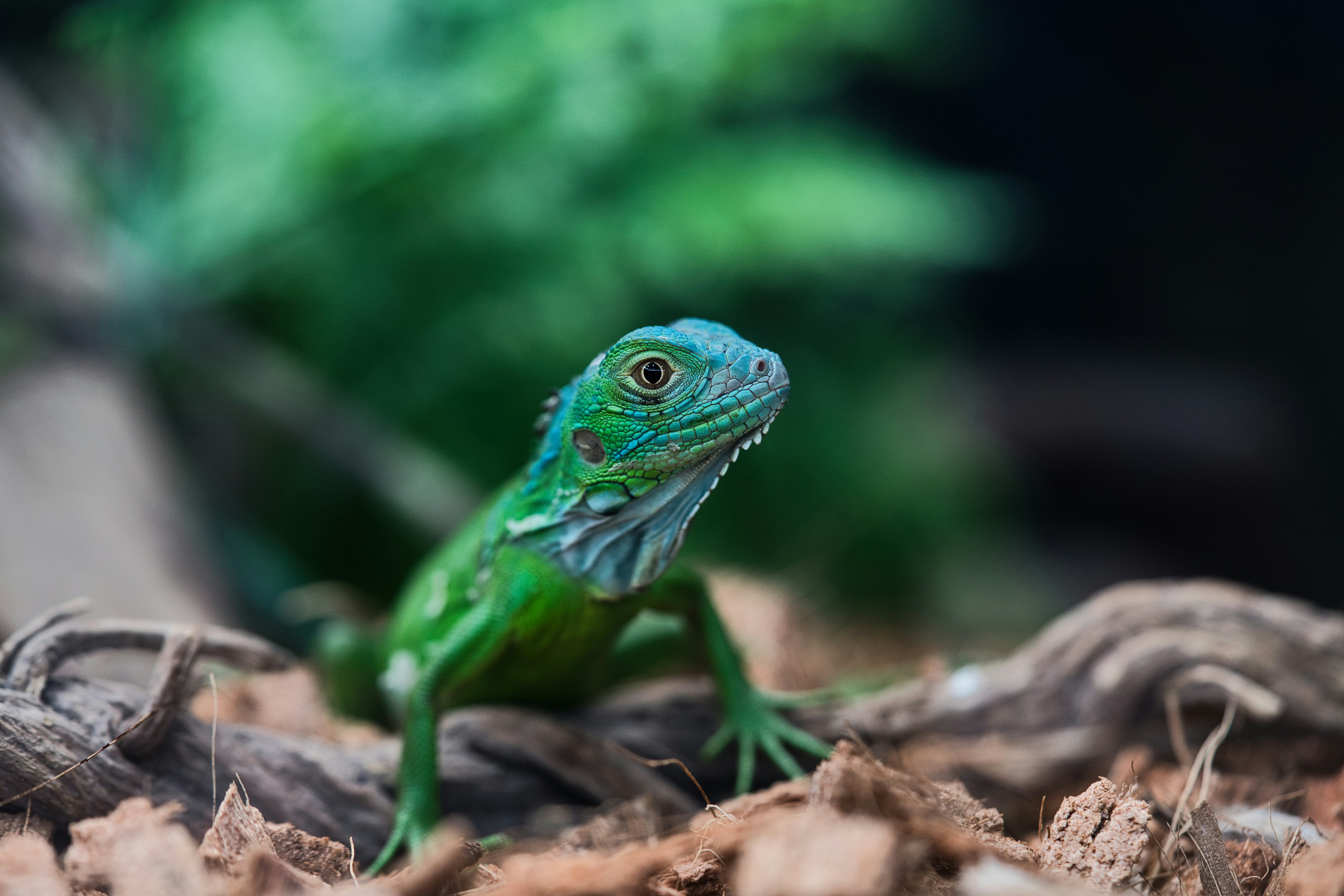 A vibrant green iguana on dry bark.