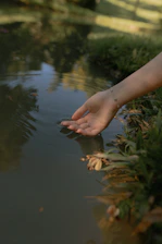 A hand gently touches the surface of a calm pond.