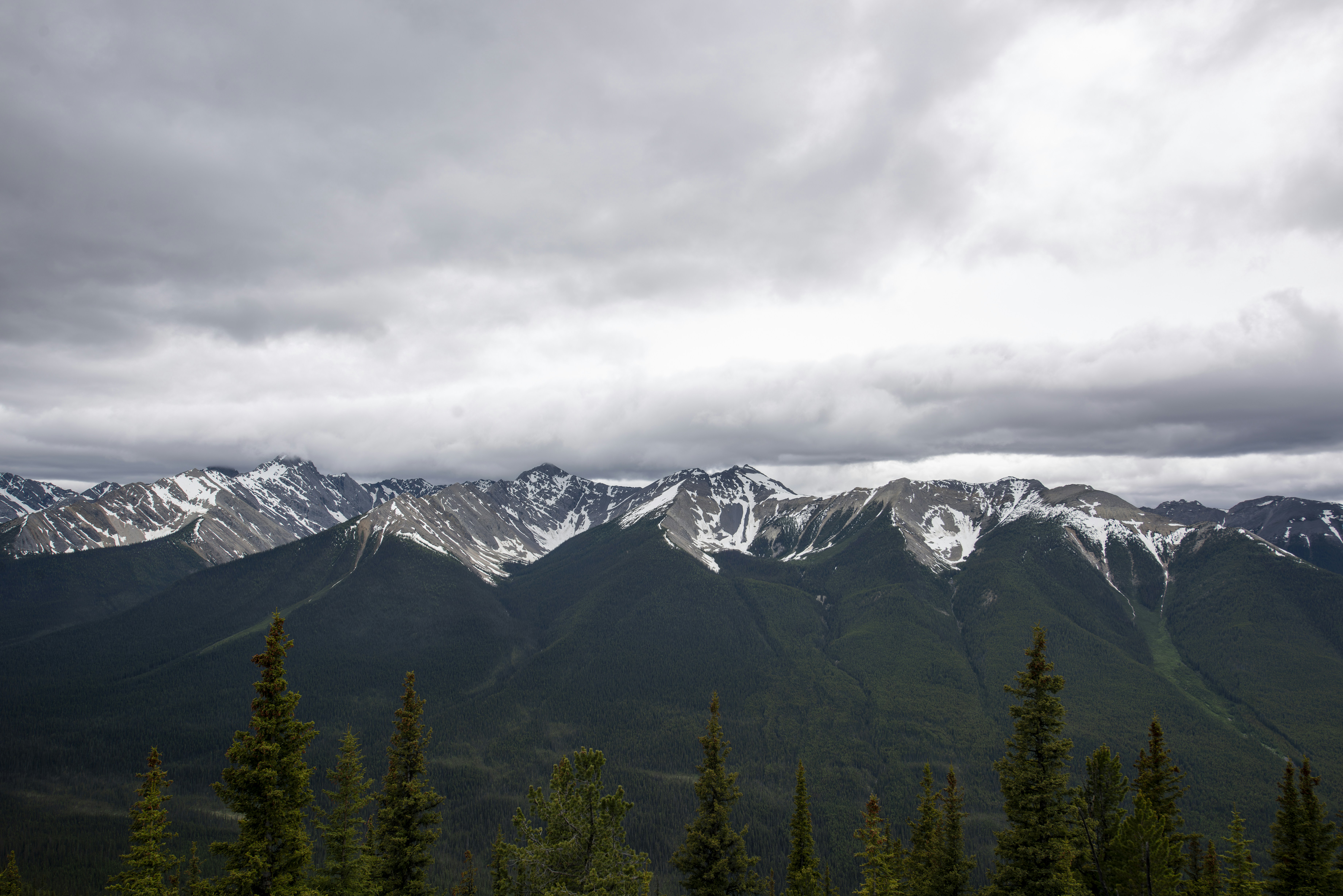 Overcast sky above snow-capped mountains and dark green pine forests