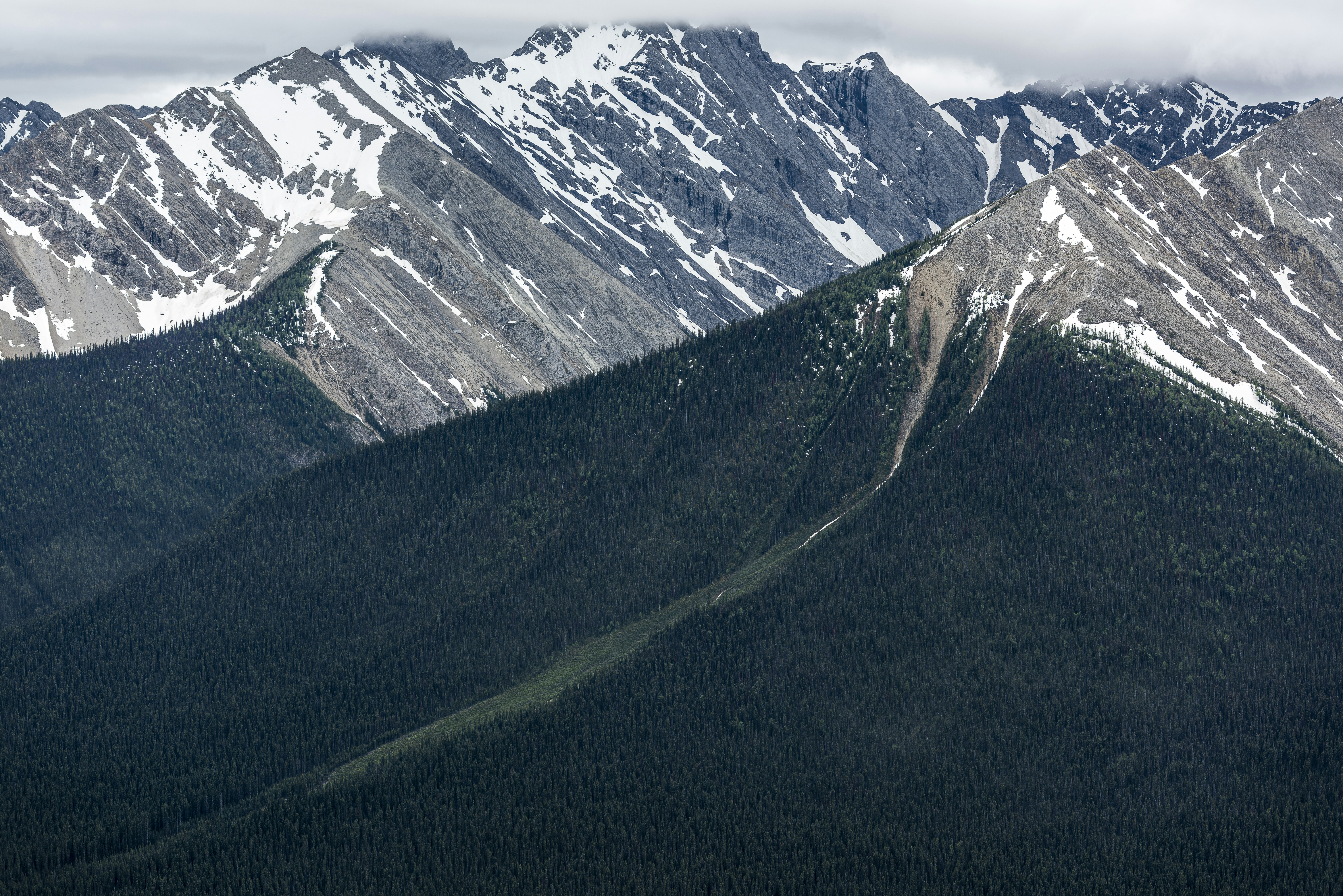 Snow-capped mountains rise above dark green forested slopes