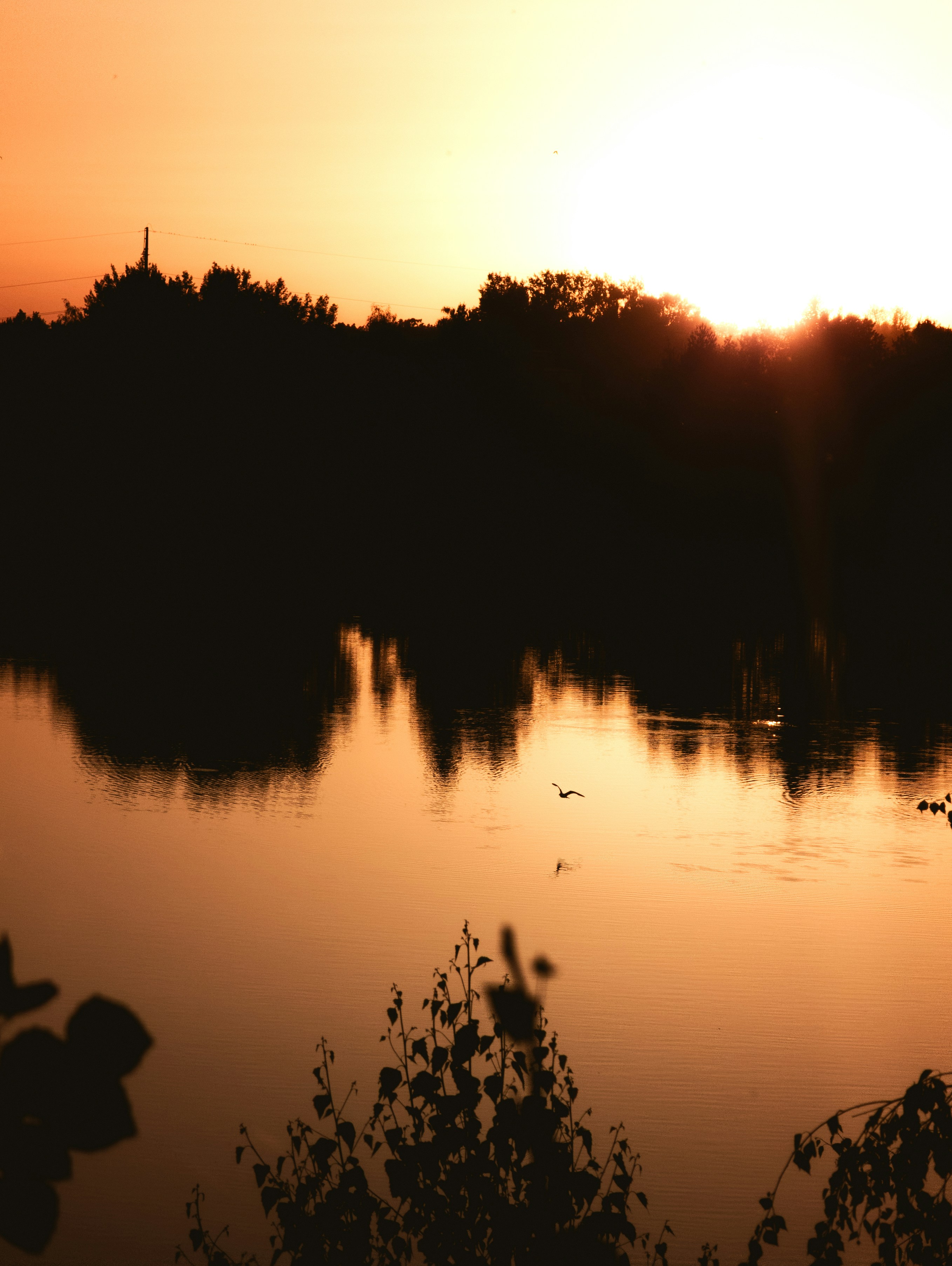 Golden sunset over a calm lake with silhouetted trees.