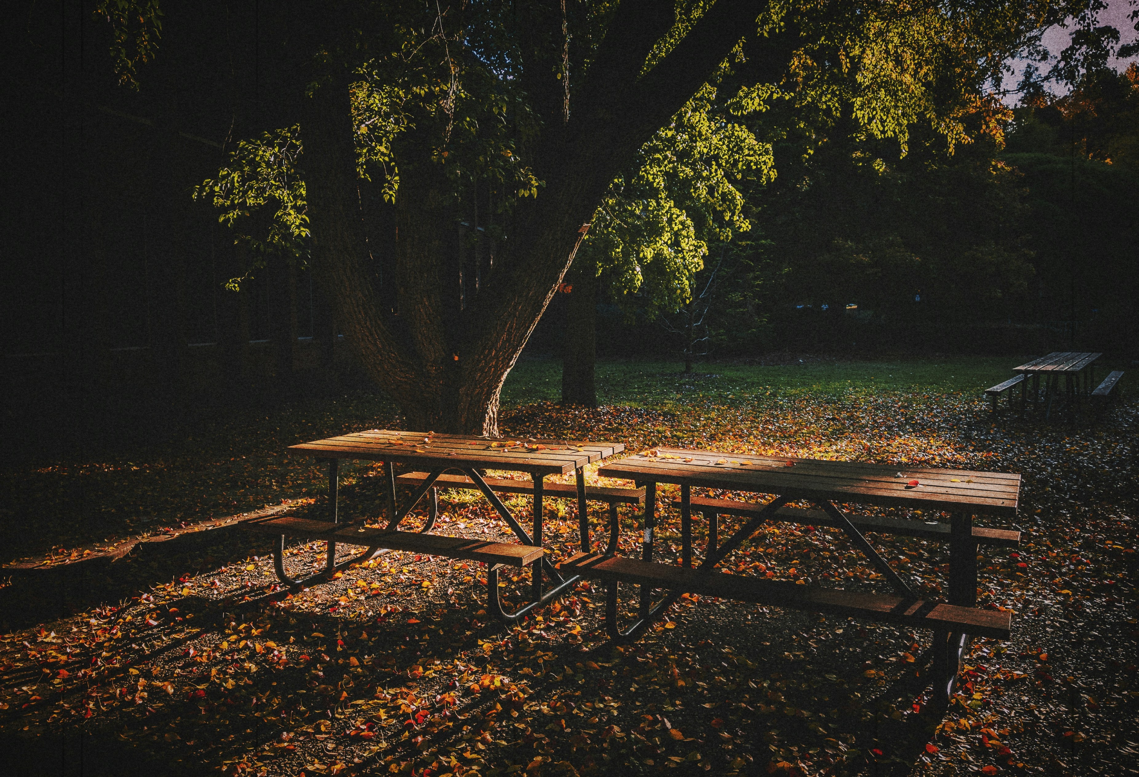 La luz moteada del sol sobre mesas de picnic bajo un gran árbol otoñal.
