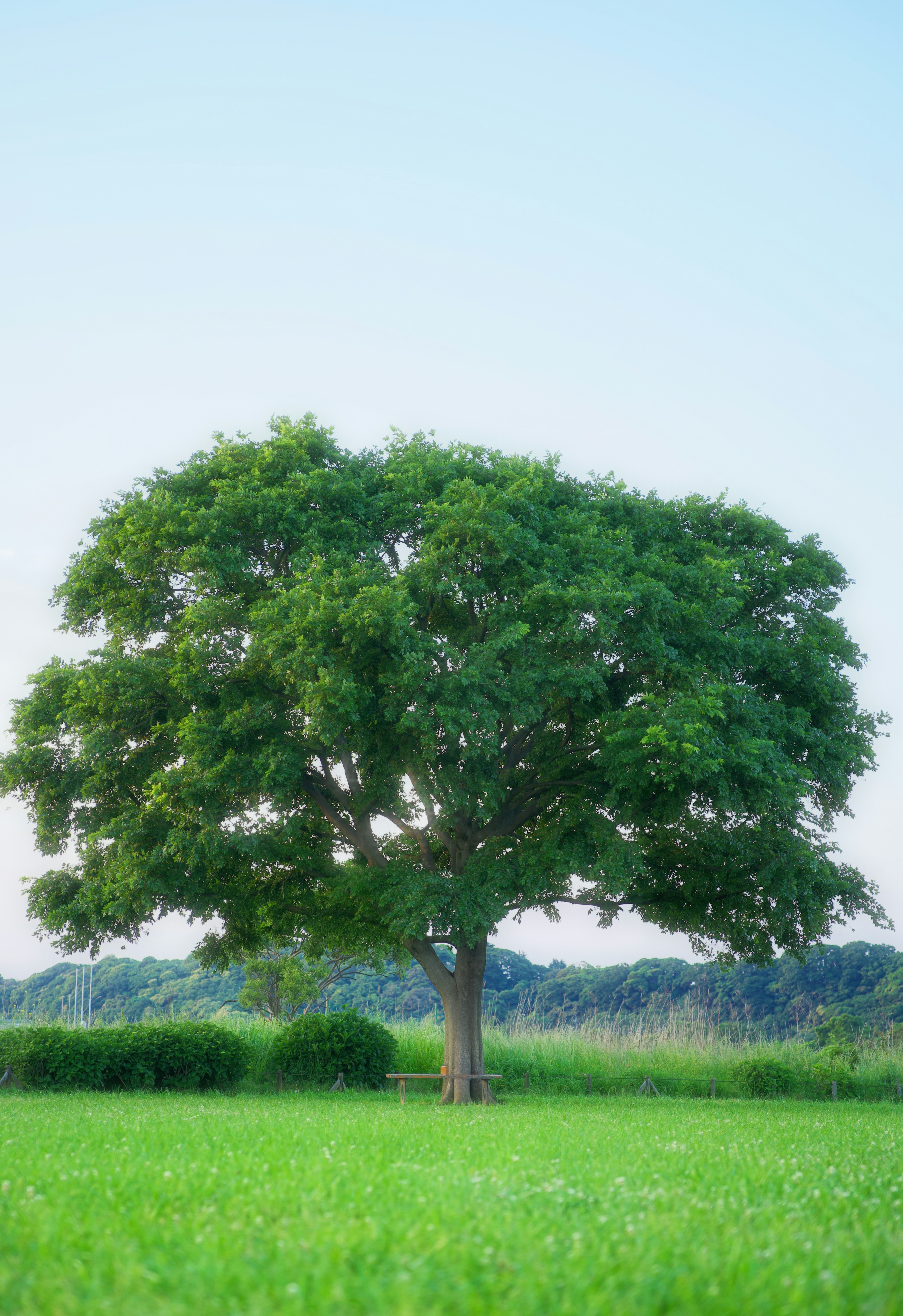 A large green tree stands alone in a grassy field