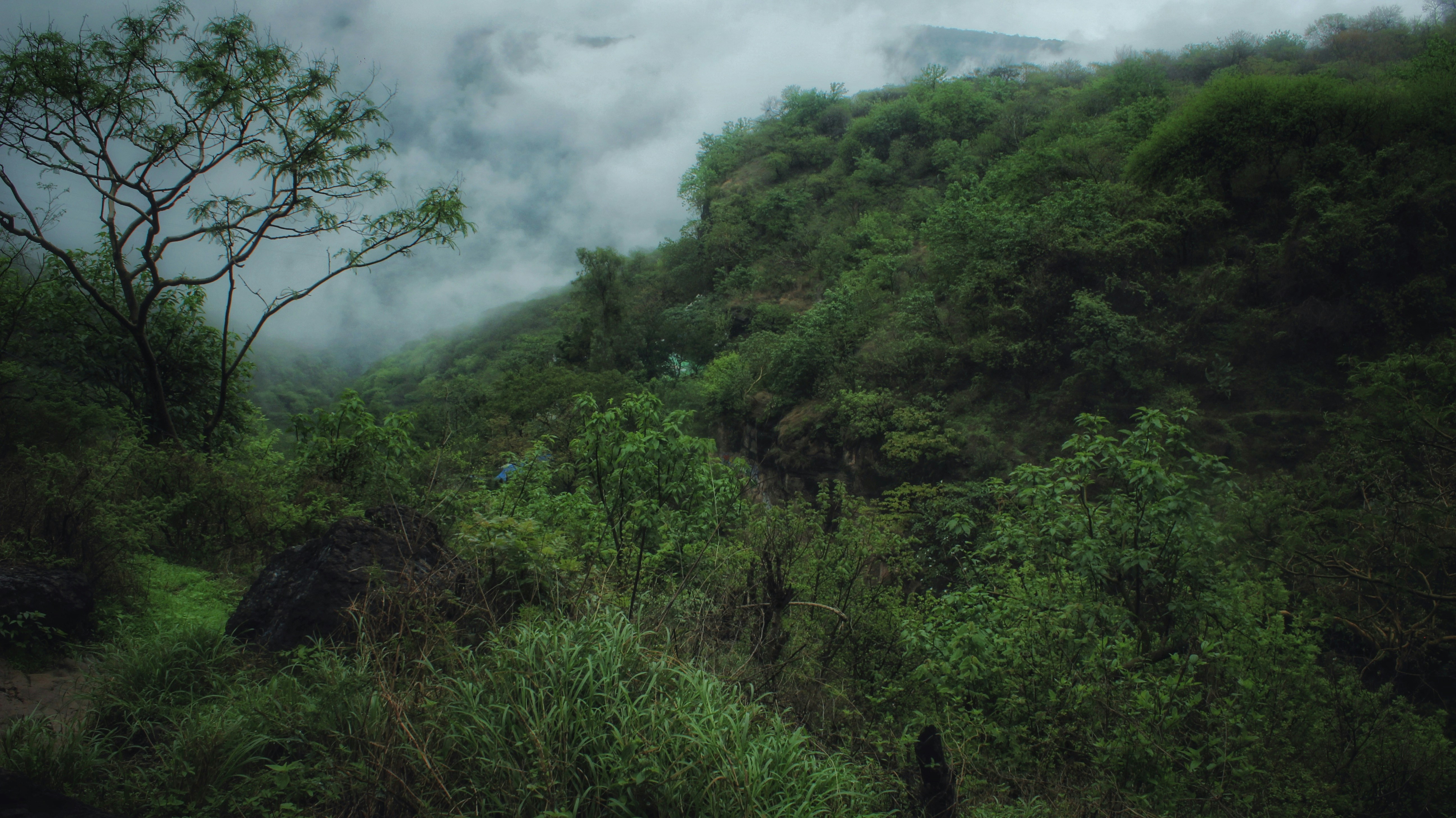 Nature Lush Green Hillside Shrouded In Mist And Fog. 4K Wallpaper #2140