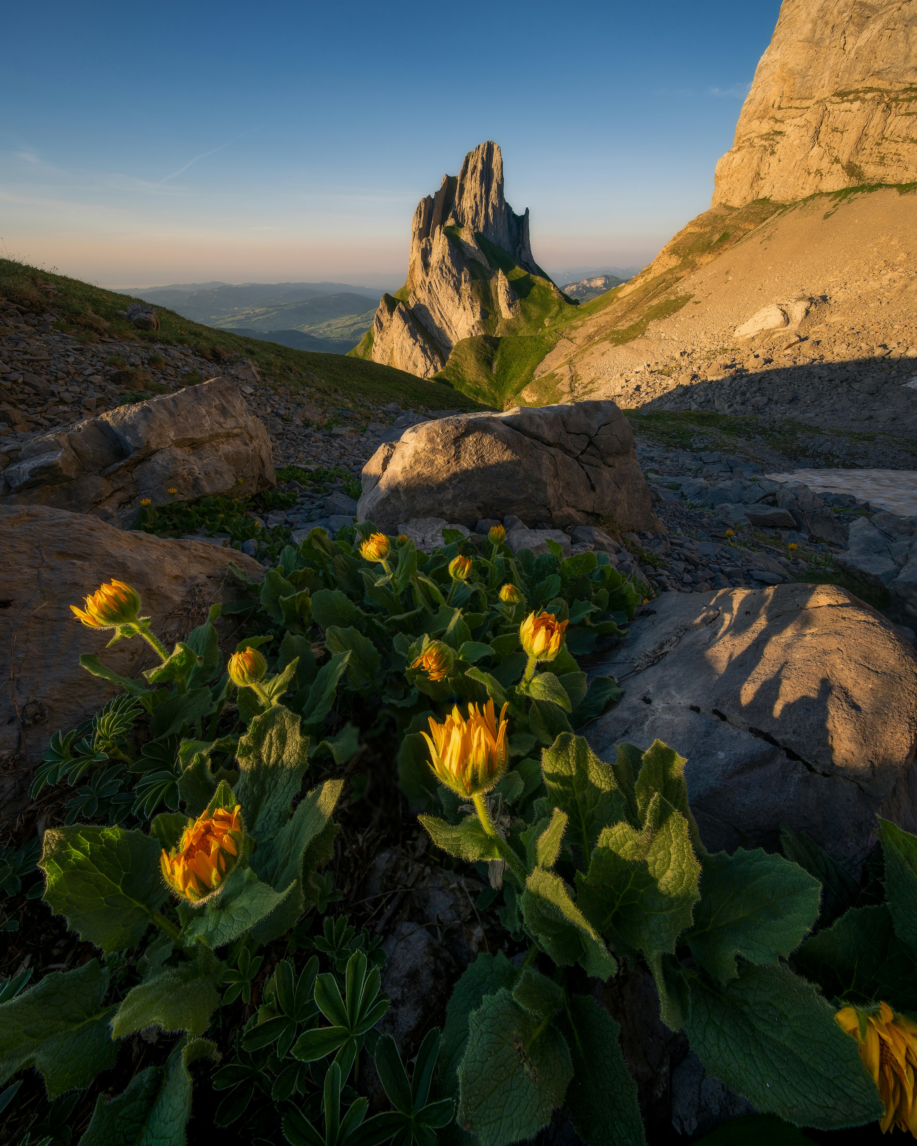 Yellow flowers bloom in a rocky mountain landscape at sunset.