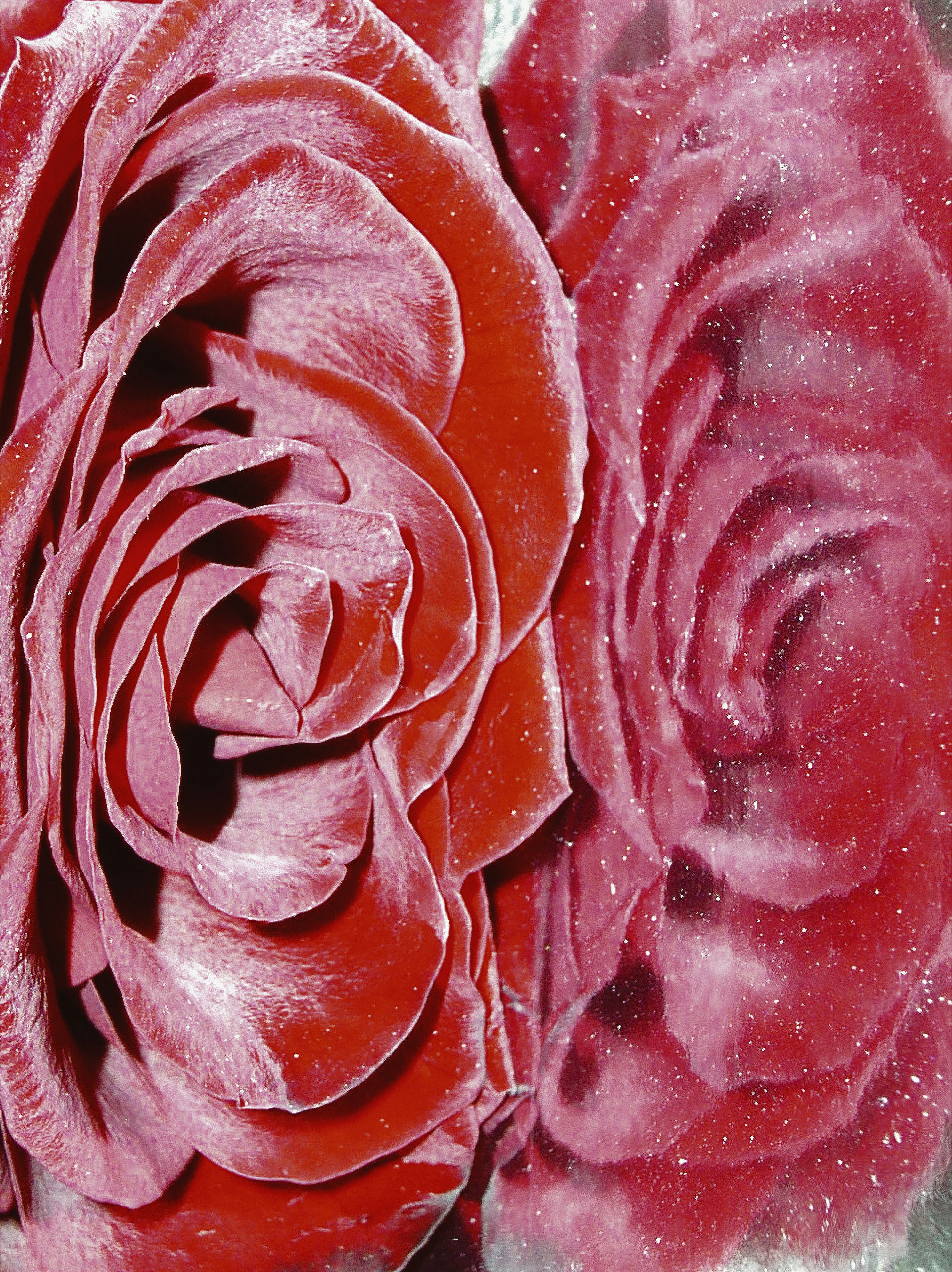 Two red roses covered in sparkling frost