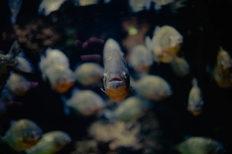 Red-bellied Piranha (Pygocentrus nattereri)