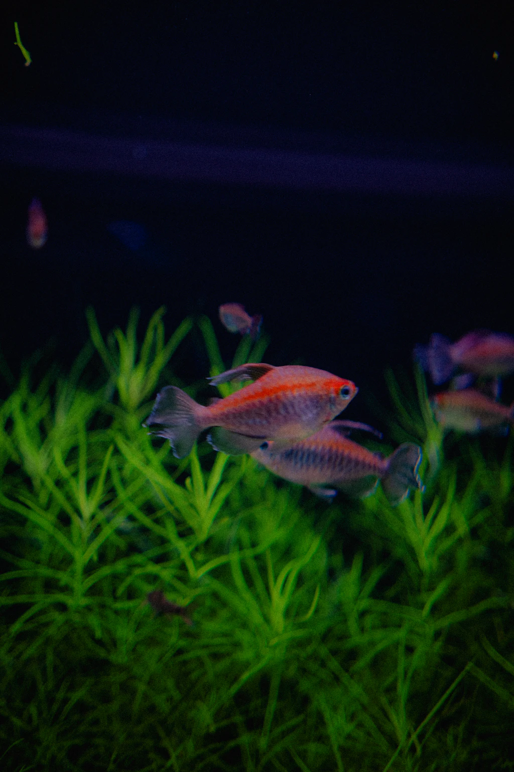 Freshwater aquarium with plants and fish maintained by Elite Aquatic Concepts