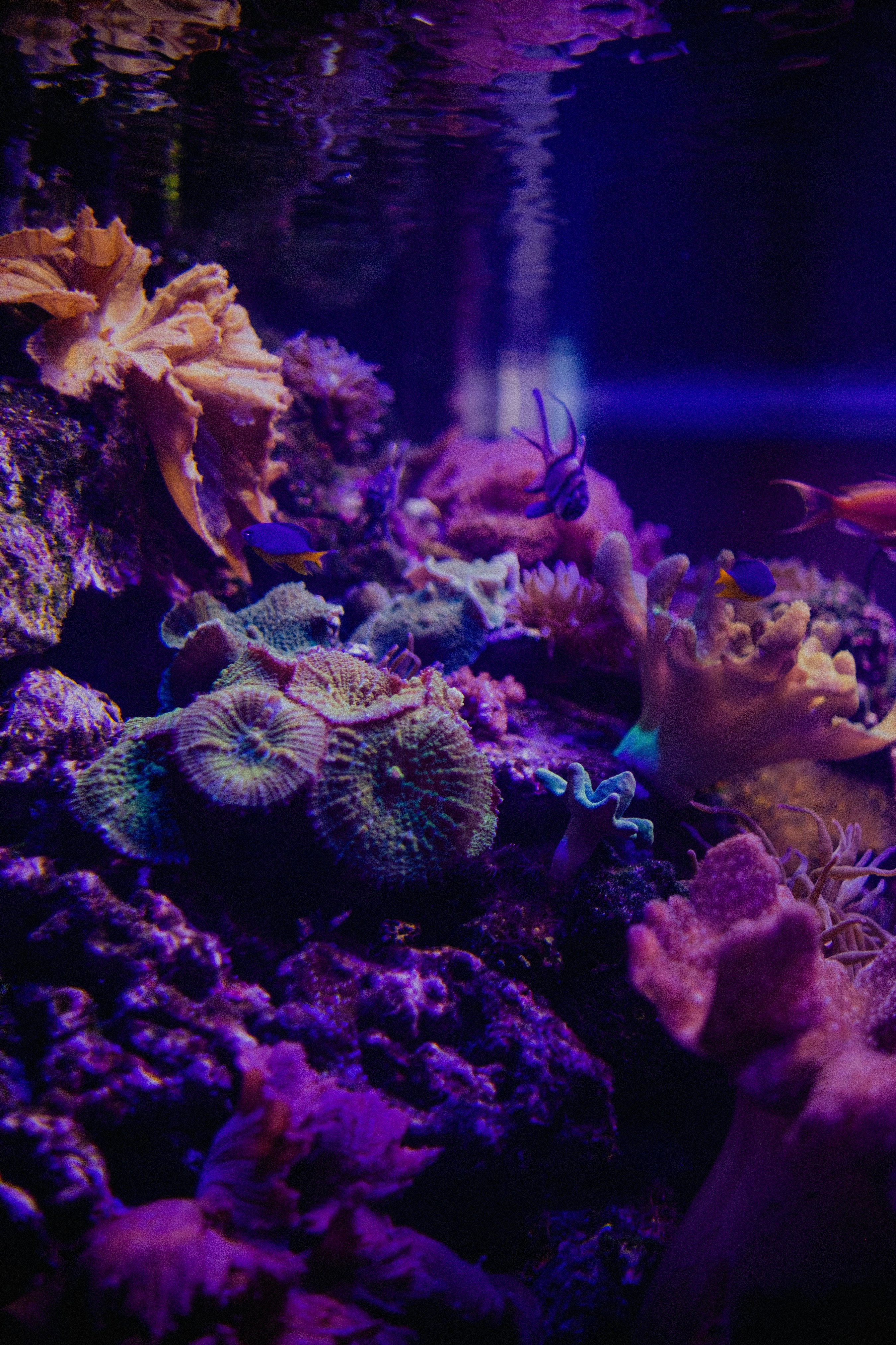 Acuario iluminado con luz LED de color púrpura