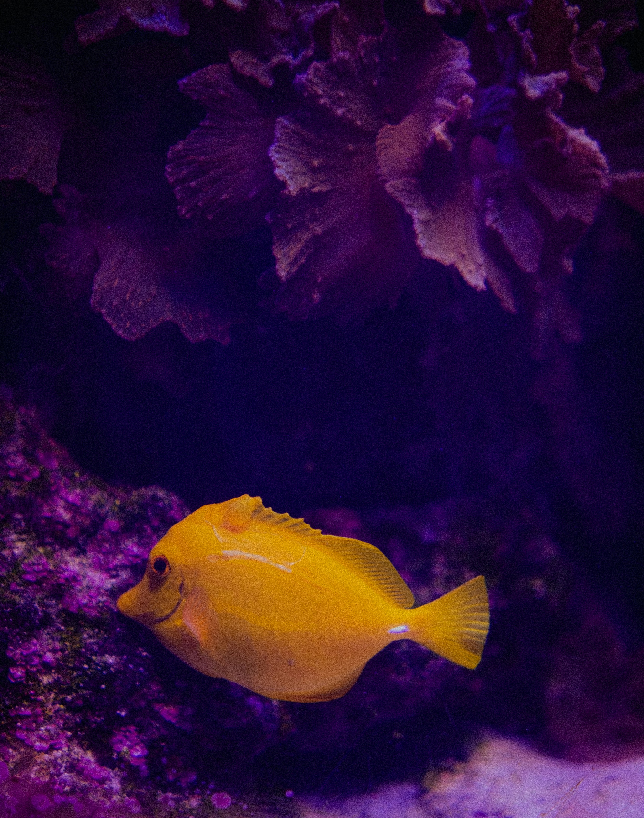 A vibrant yellow fish swimming near purple coral