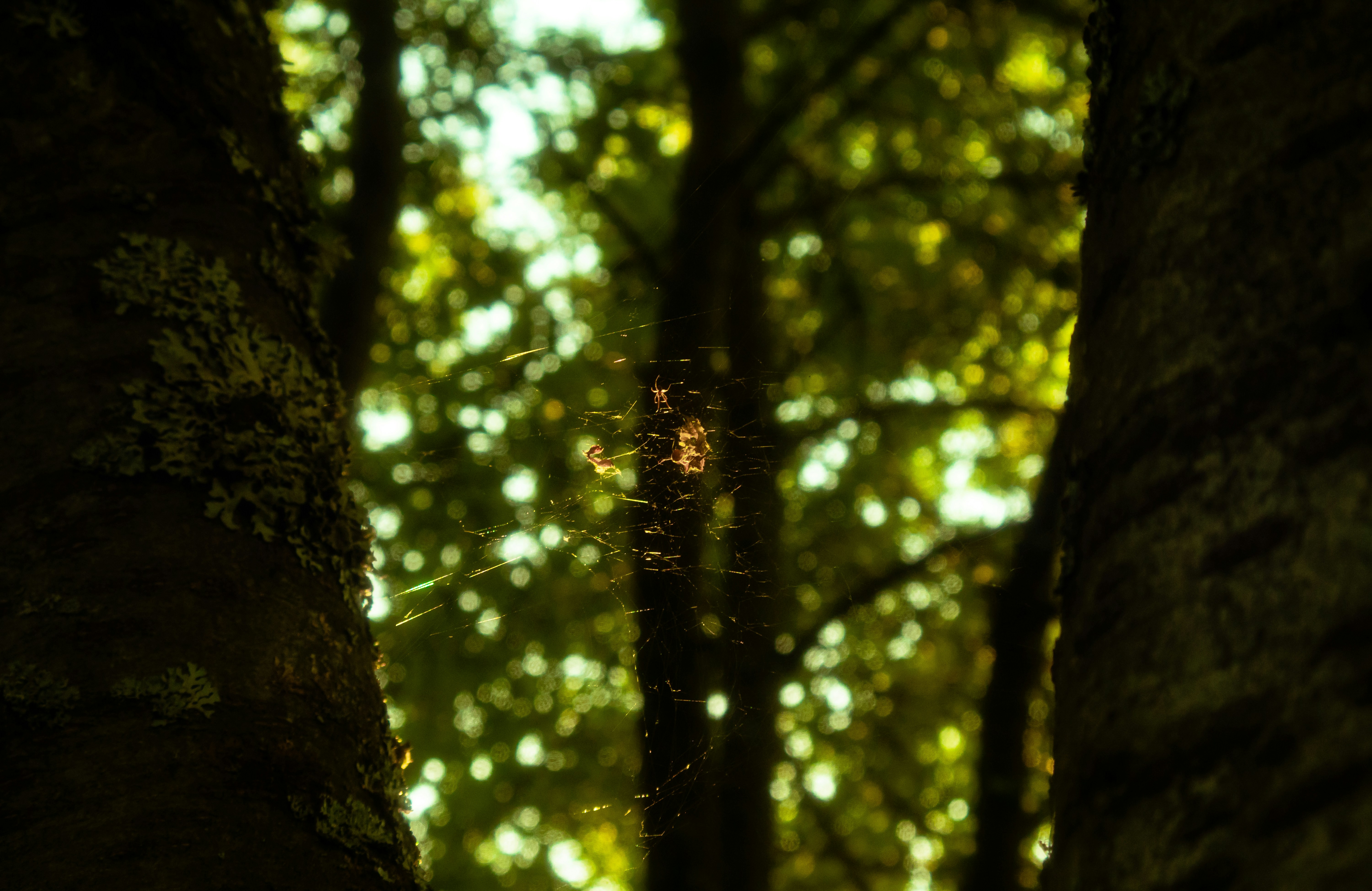 Sunlit spiderweb and spider between two dark tree trunks.