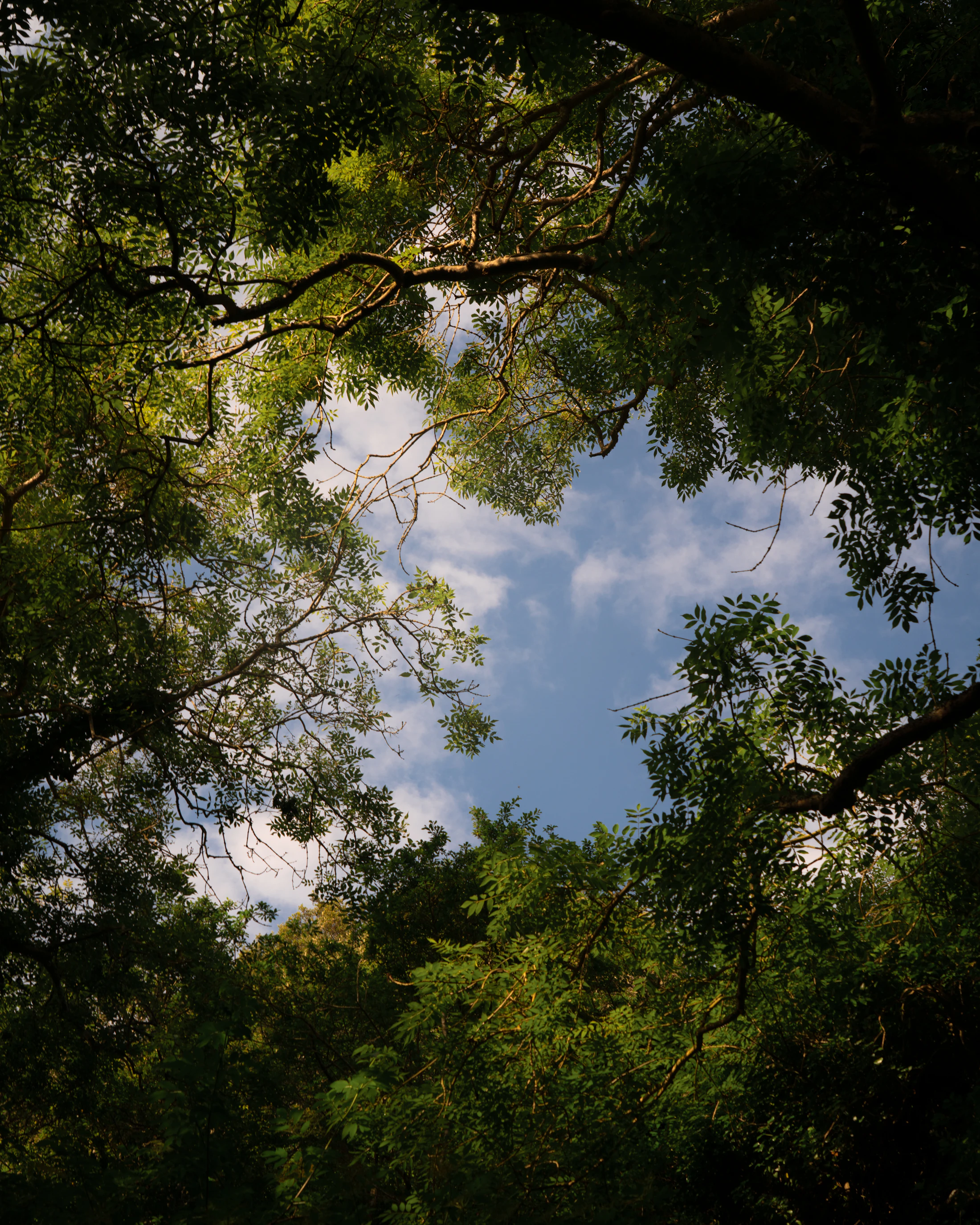 Tree canopy and branches framing open sky