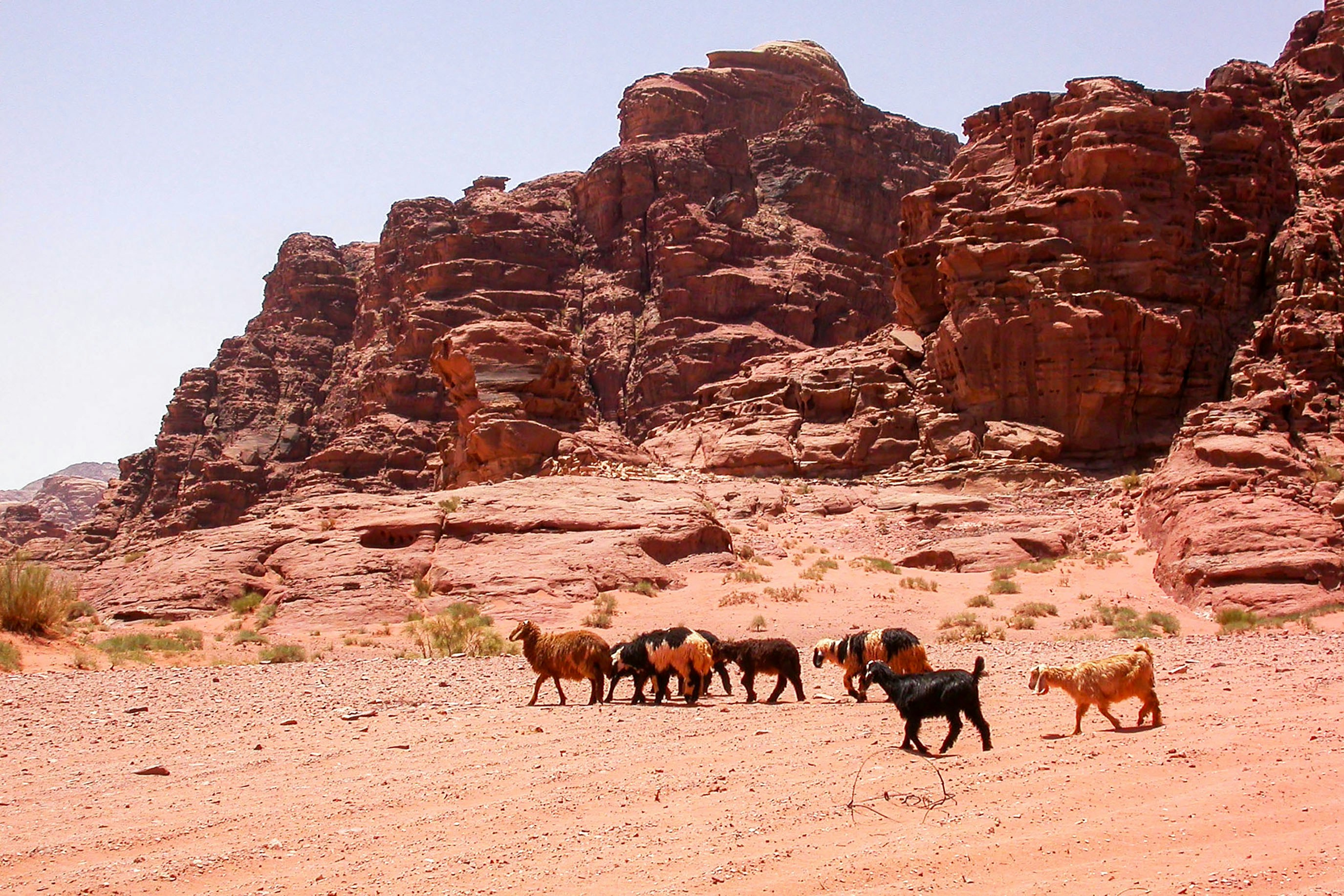 Camelos e cabras em uma paisagem desértica com montanhas vermelhas.