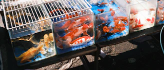 Colorful goldfish swimming in plastic bags for sale