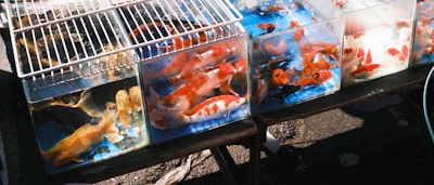 Colorful goldfish swimming in plastic bags for sale