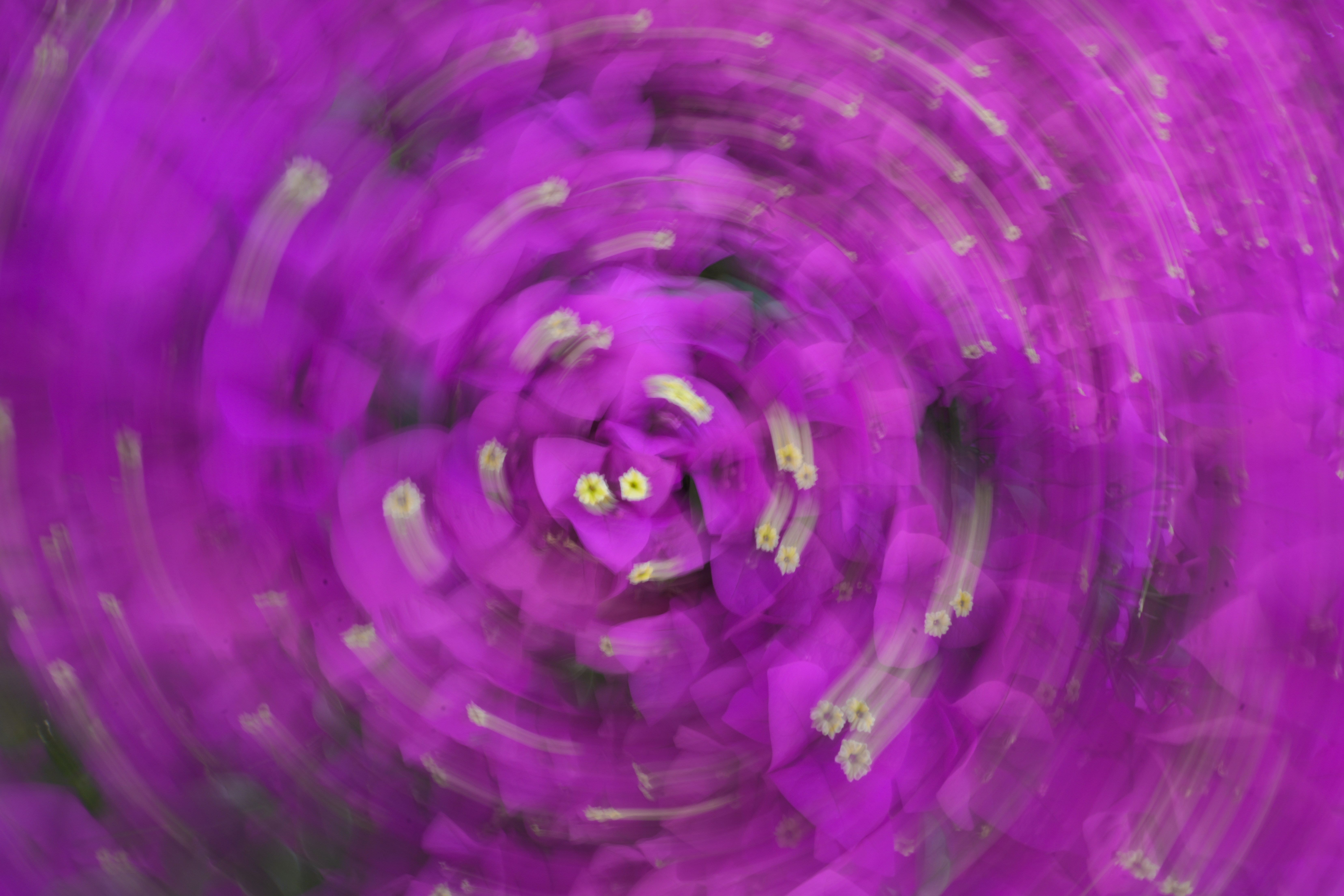 Abstract Purple Flowers With A Swirling, Radial Blur Effect. 4K Wallpaper #2394
