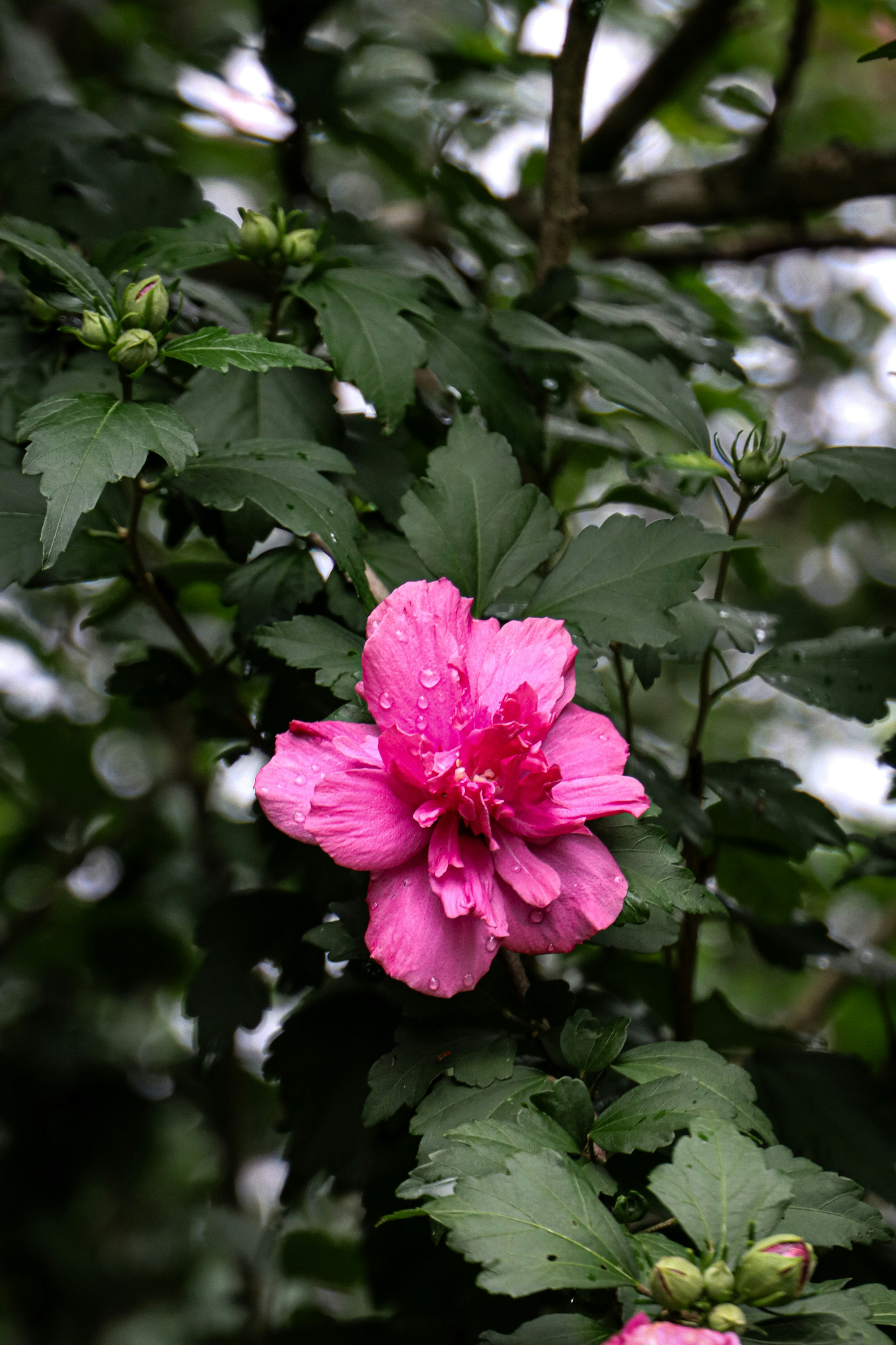 A vibrant pink flower with water droplets among green leaves.