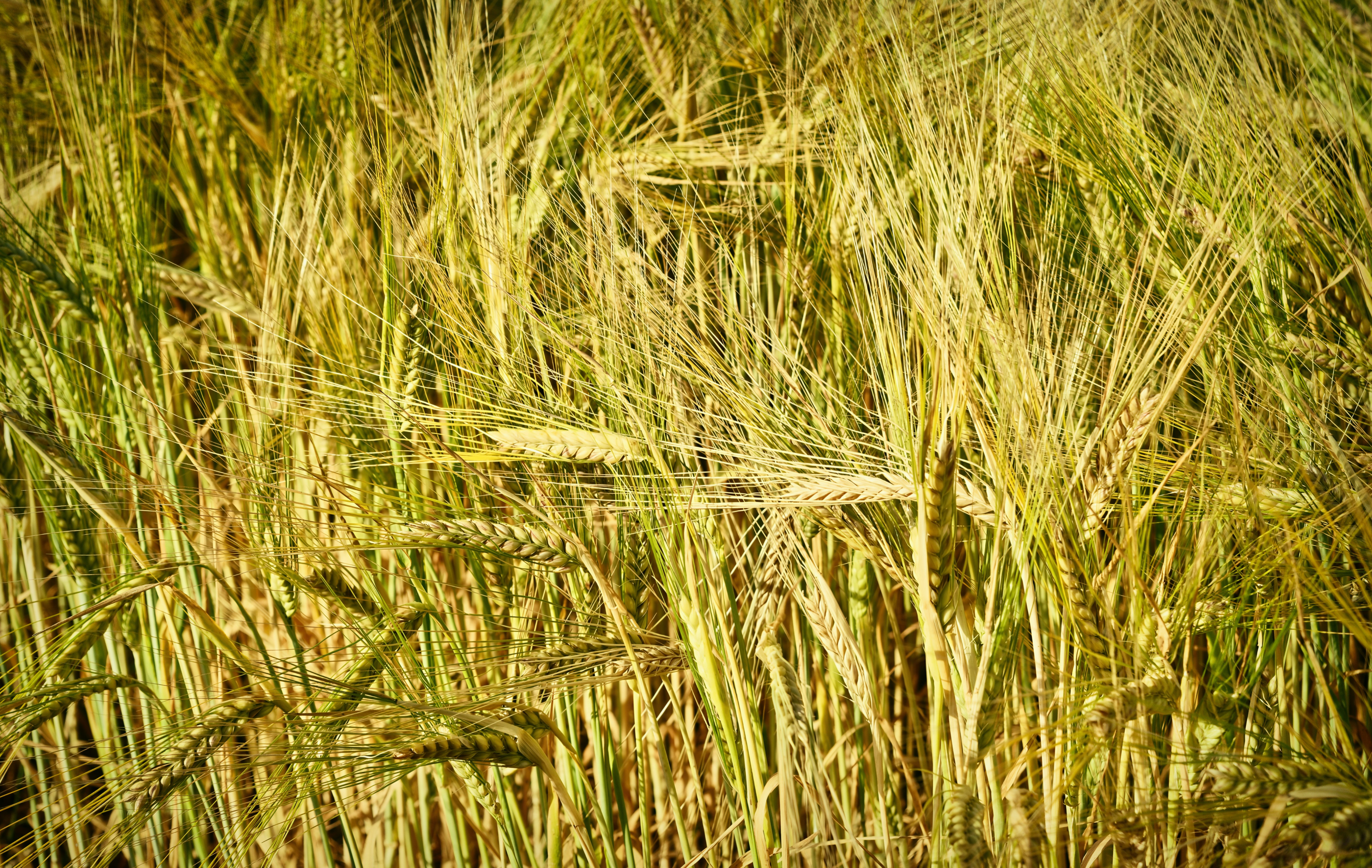A field of green and golden wheat stalks.