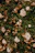 Green bush with small white and dried pink flowers.