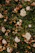 Green bush with small white and dried pink flowers.