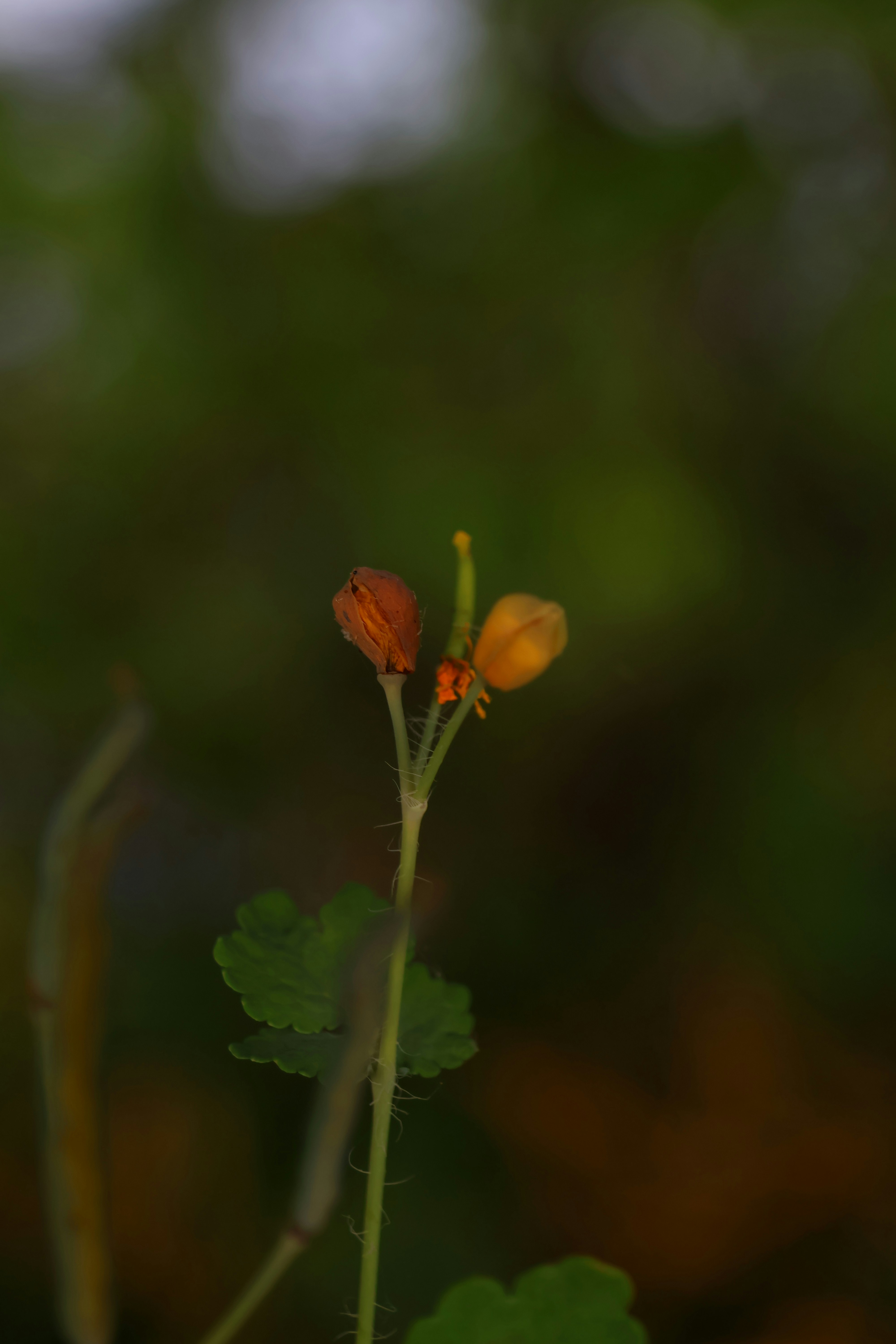 Companion Planting Combinations That Work Best Together