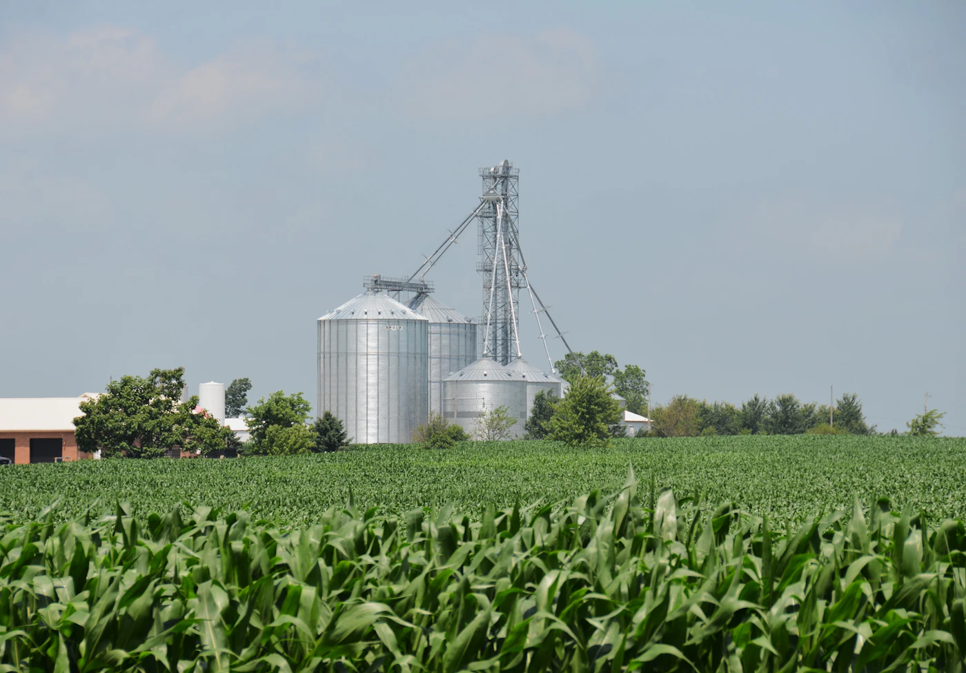 Grain silos above a green cornfield