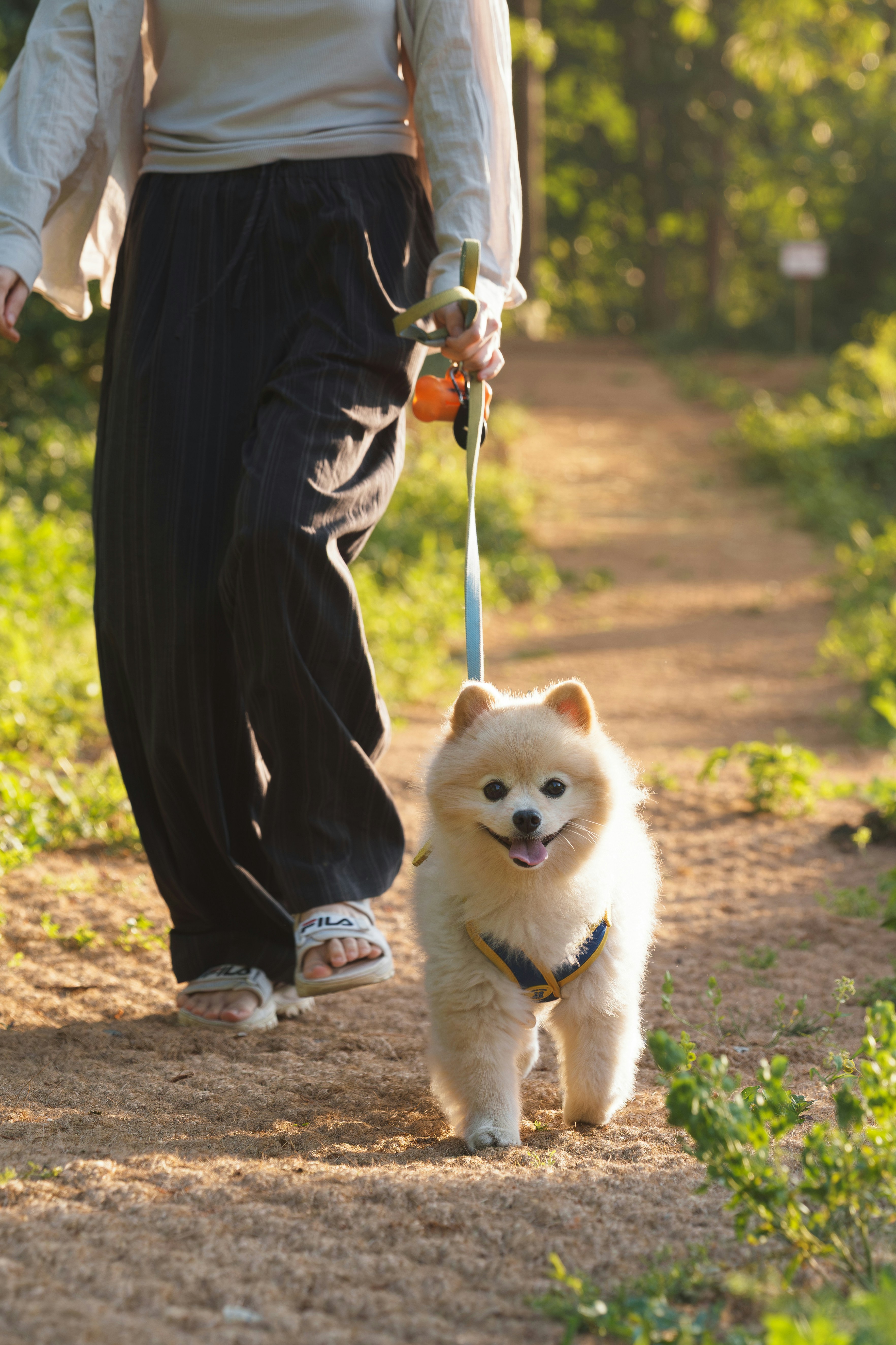 Animaux Garderie 87 (Saint-Gence) — Saint-Gence