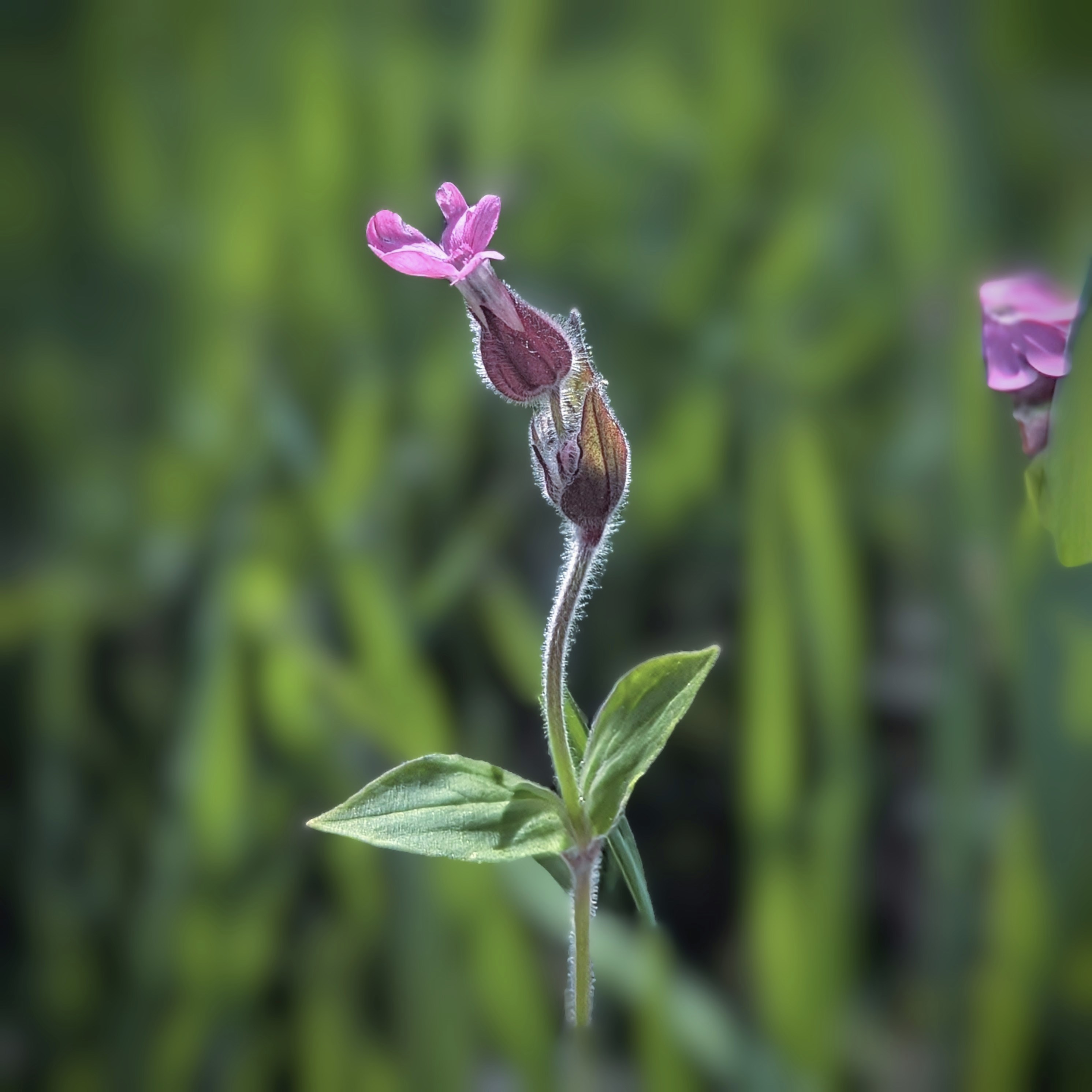 A delicate pink flower with buds and green leaves.
