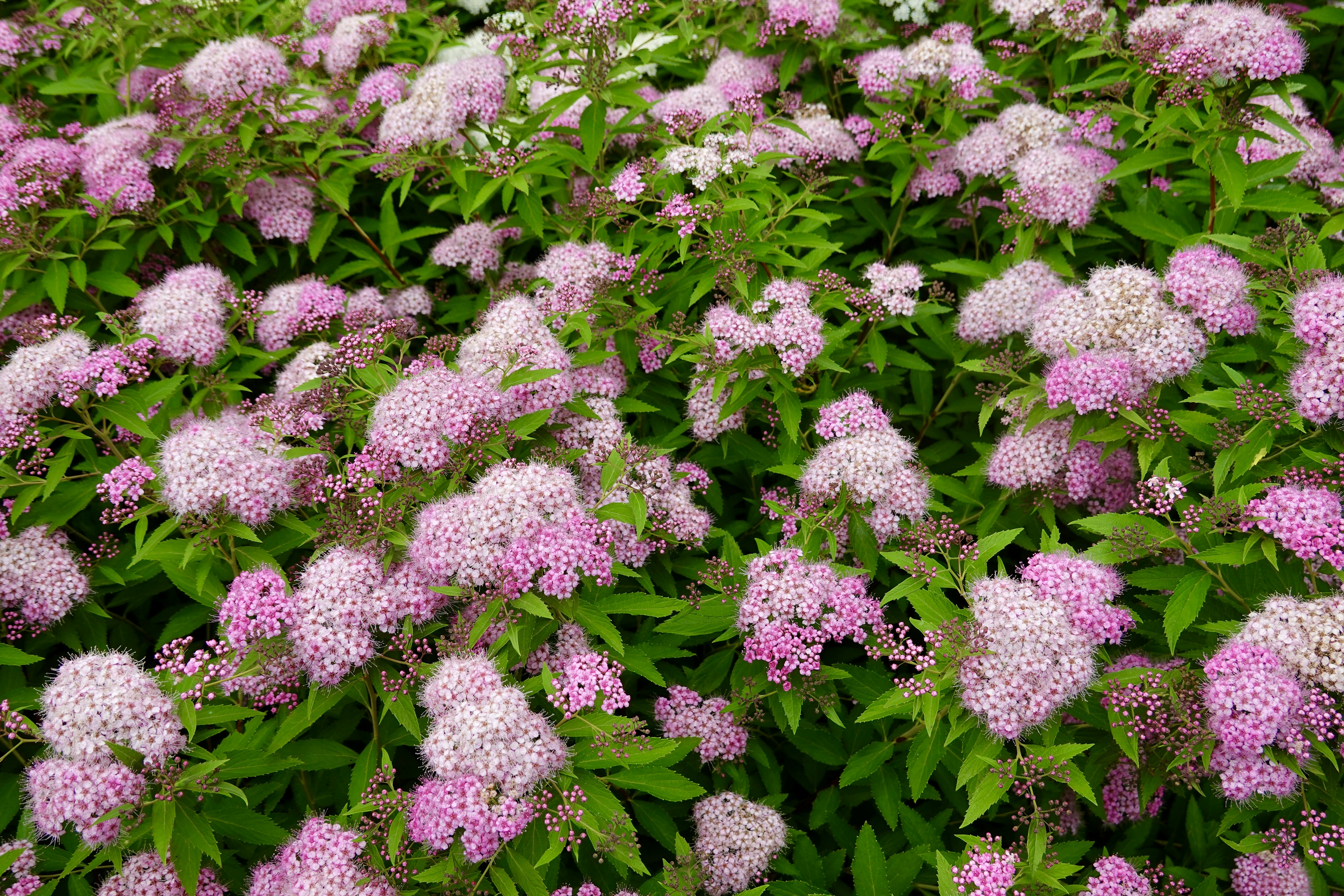 Numerosi piccoli fiori rosa che sbocciano tra il fogliame verde.
