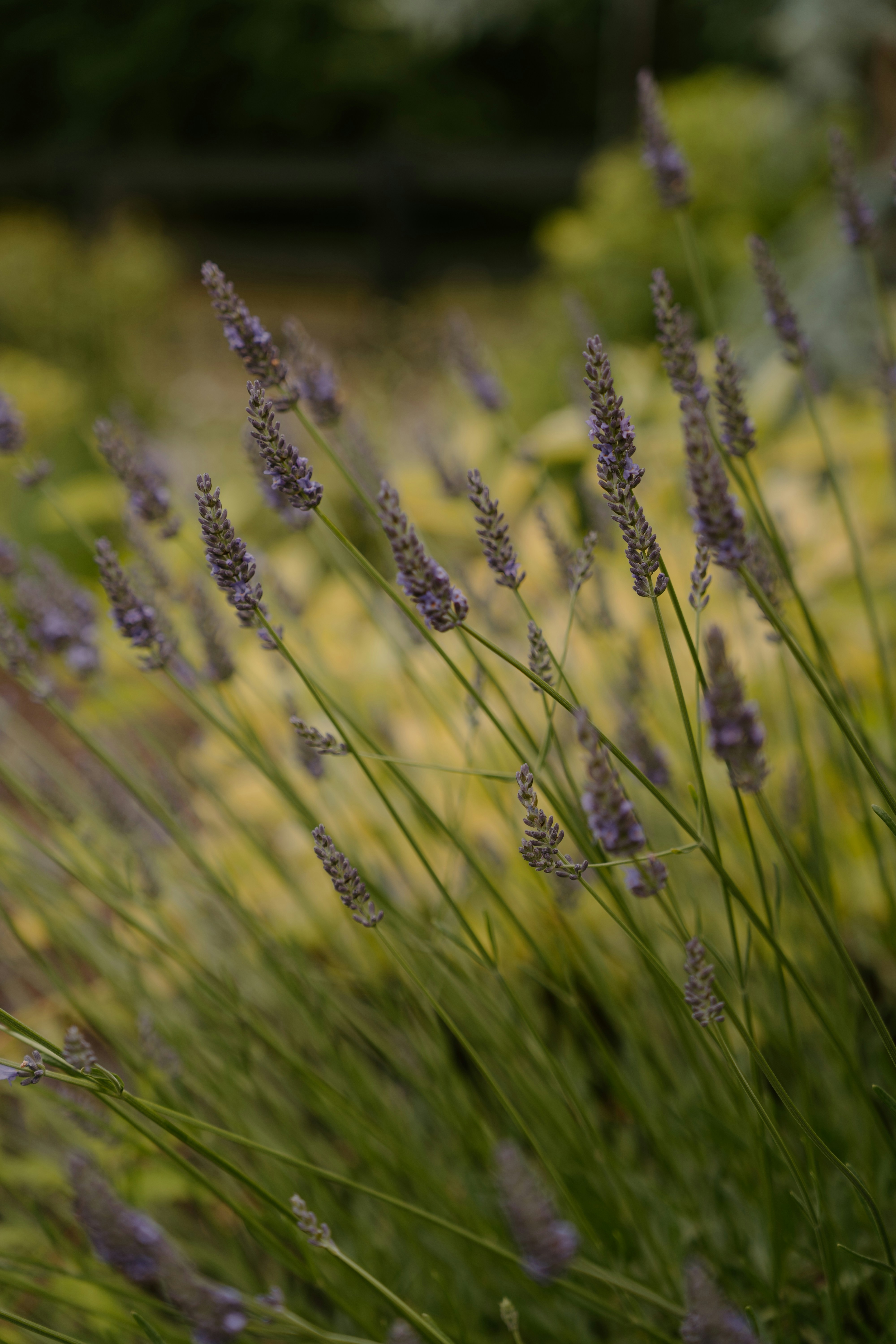 Lavande en fleur
