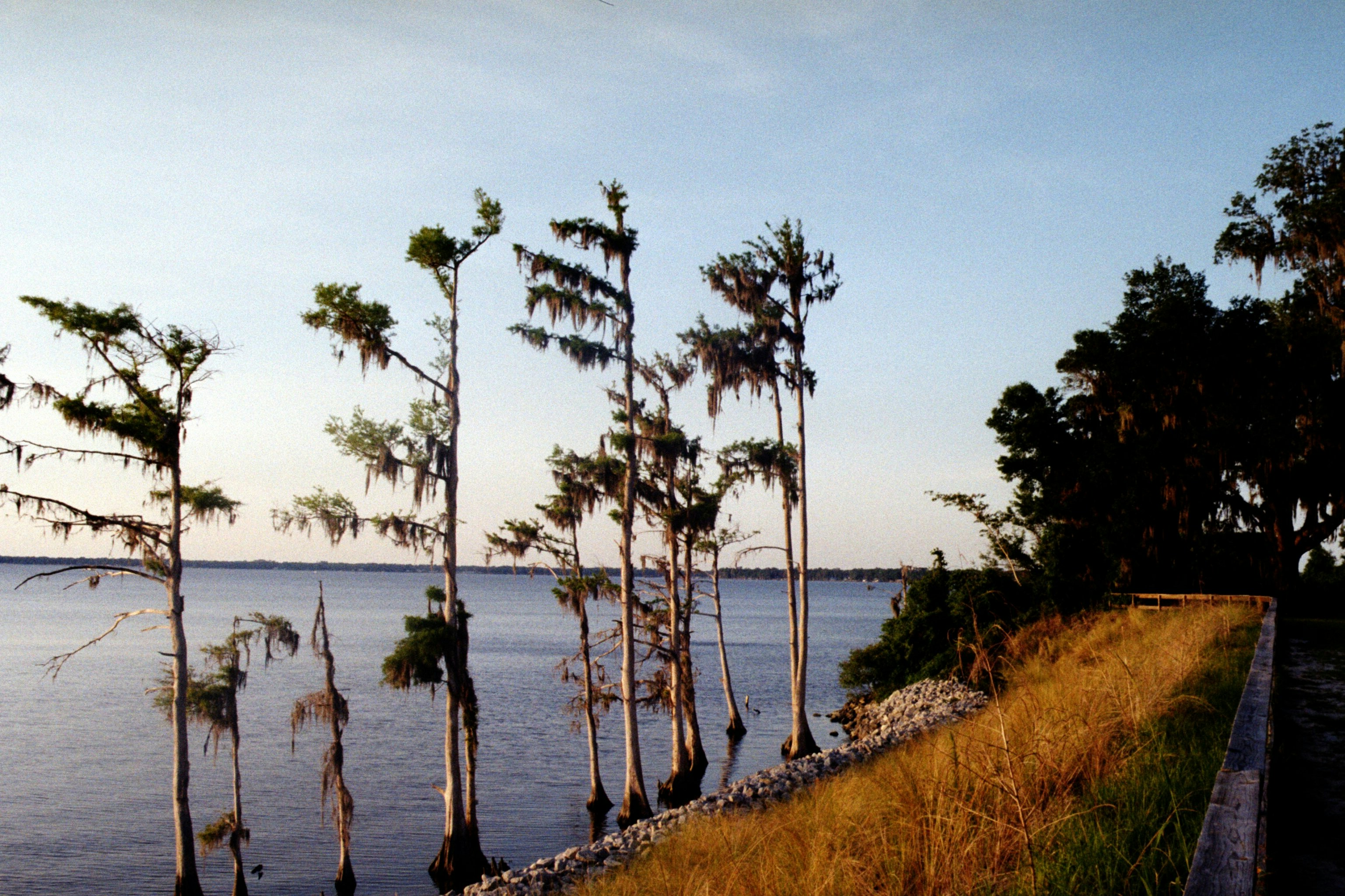 Cypress trees reflected in a calm lake at sunset.