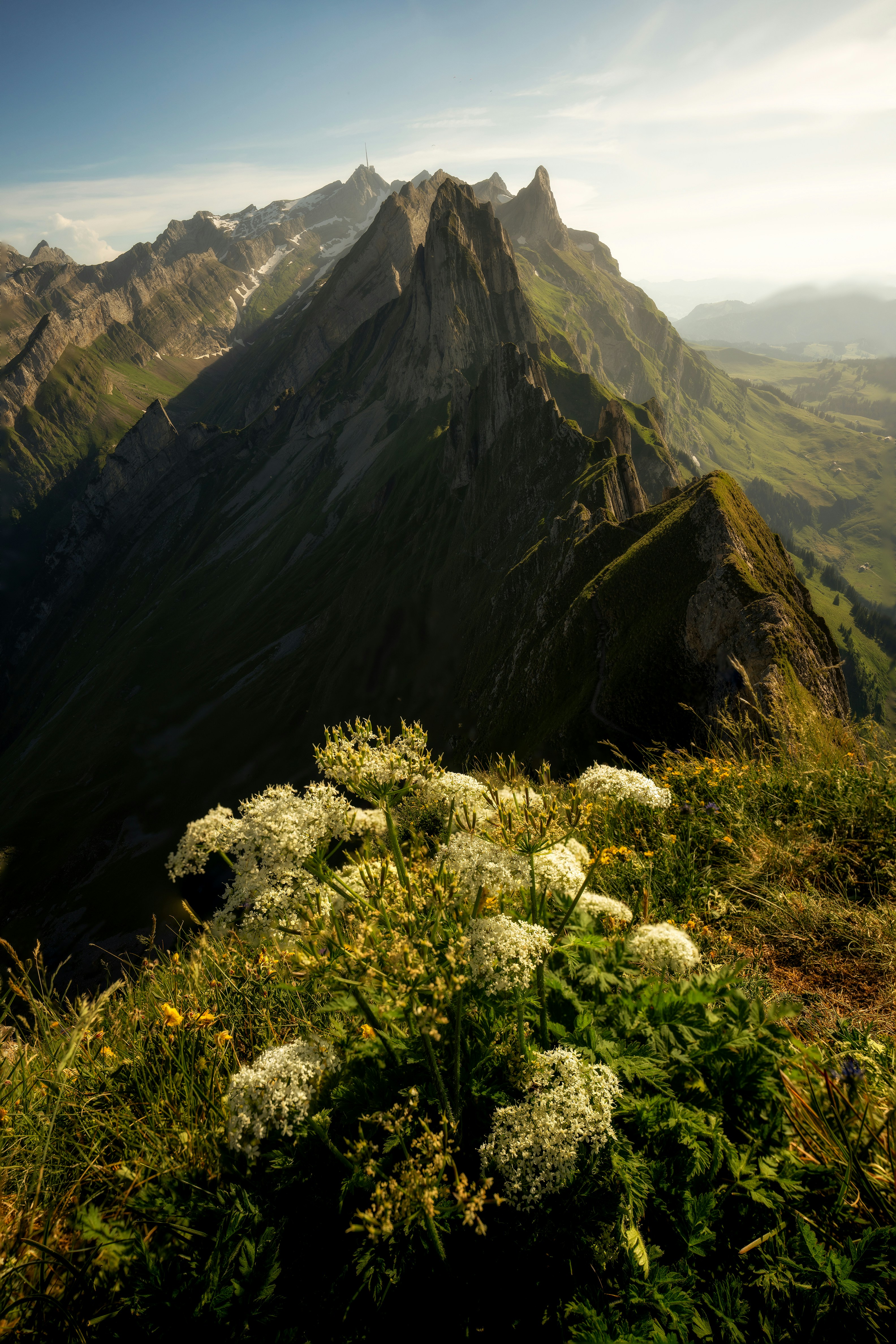 White wildflowers bloom on a mountain ridge with sharp peaks.
