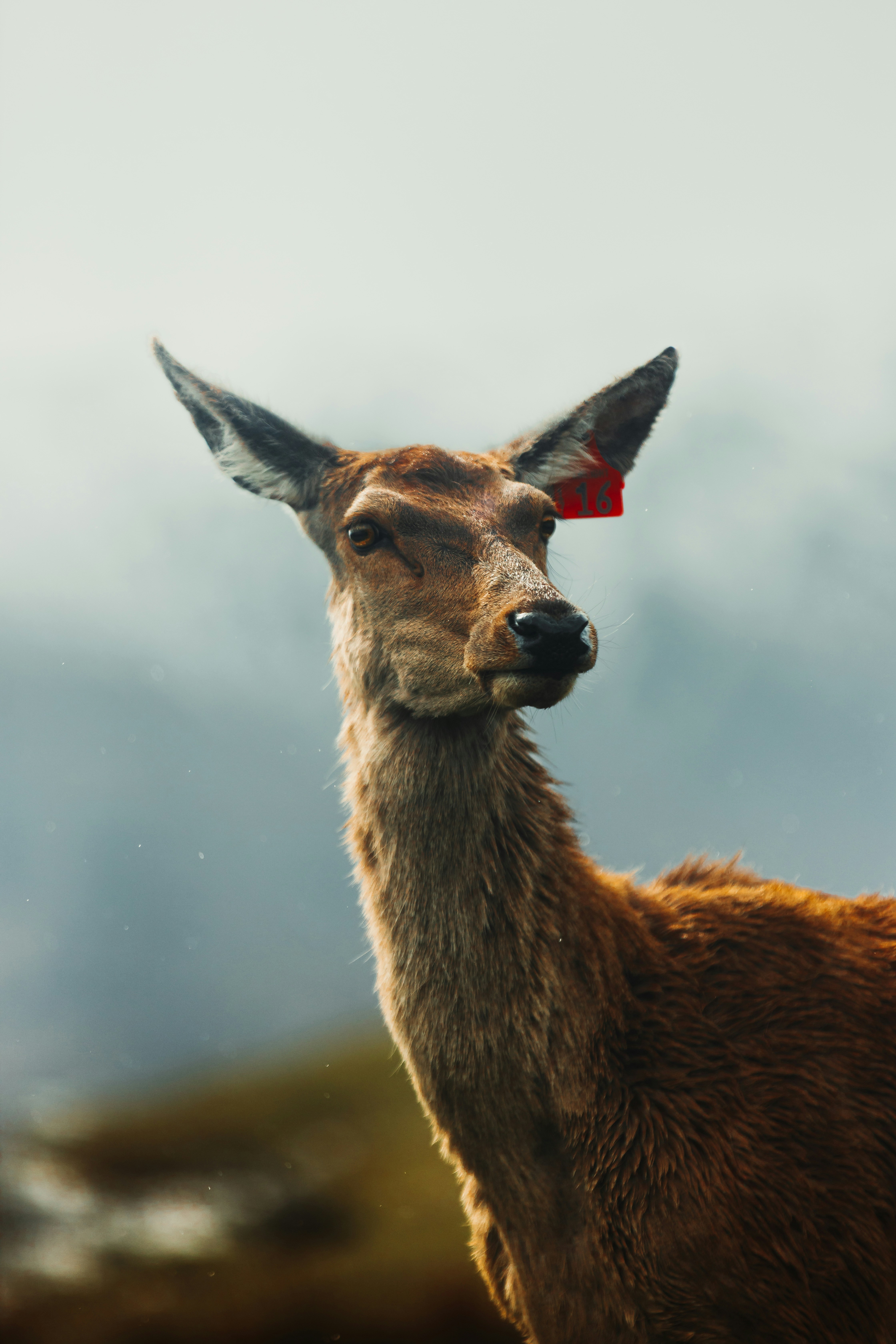 A deer with a red tag on its ear.