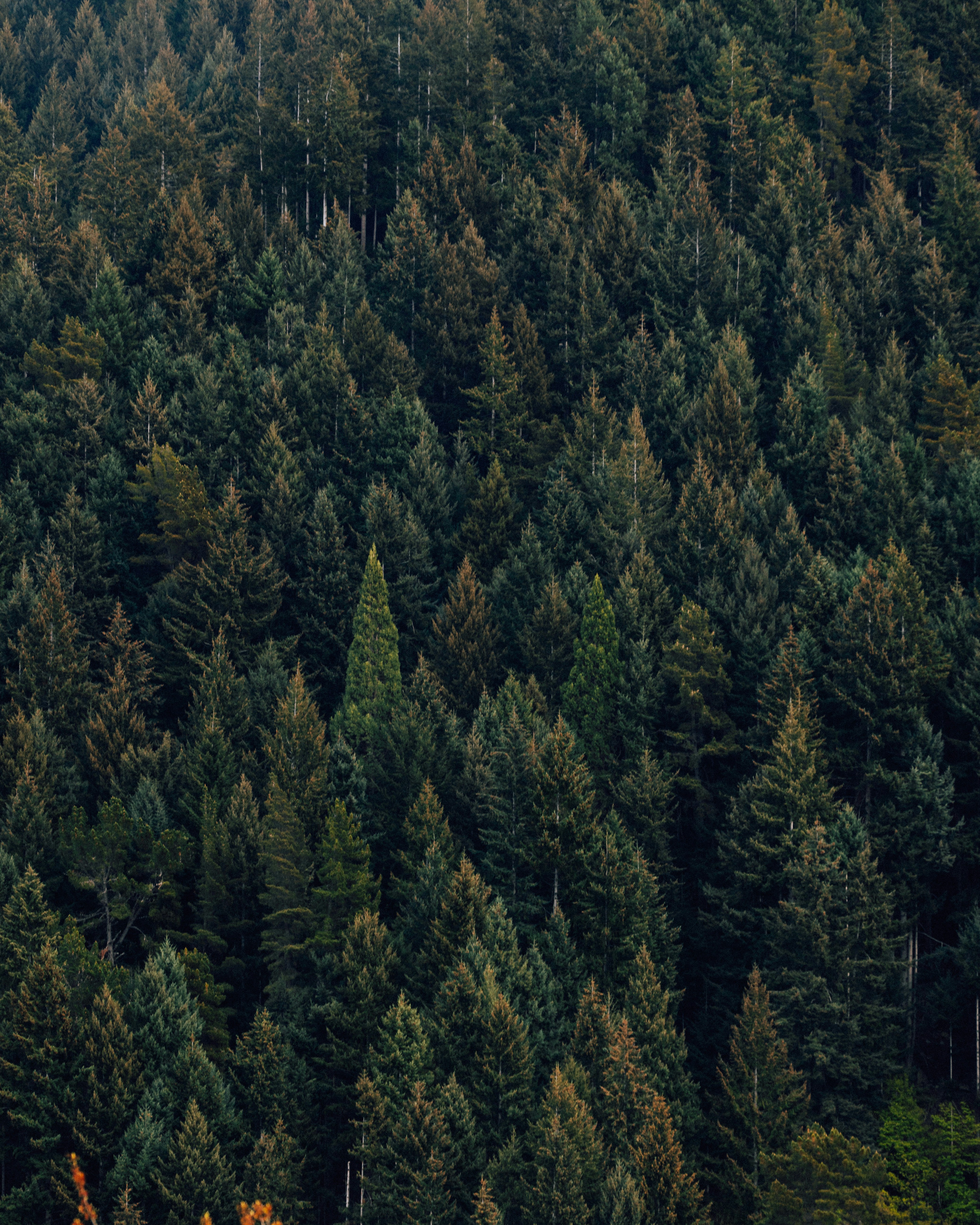 Ein dichter Wald aus grünen, immergrünen Bäumen von oben