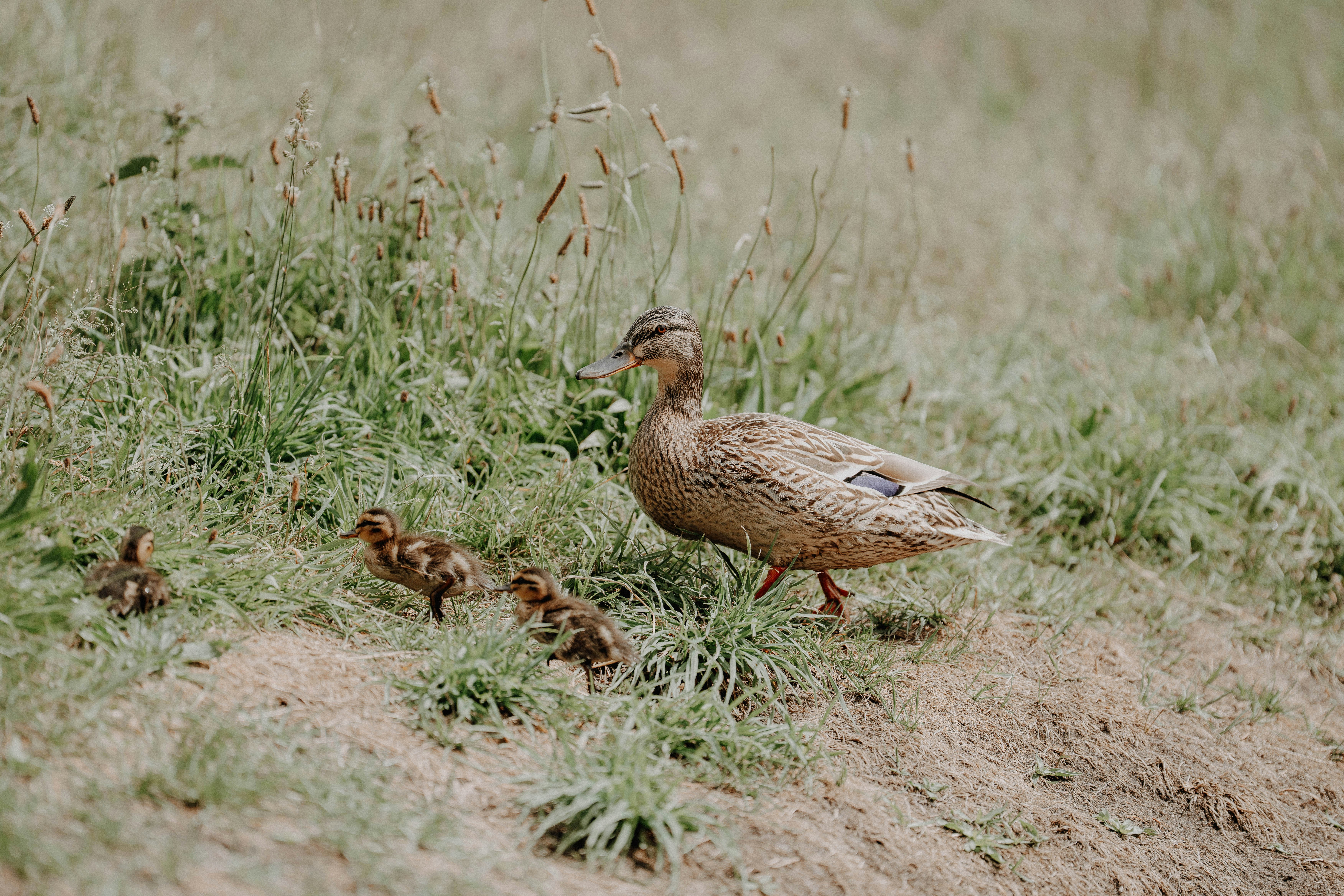 A mother duck walks with three ducklings in green grass